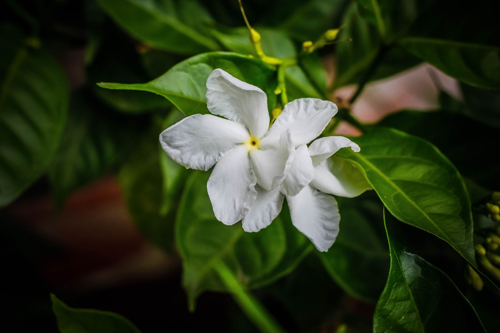 Canon EOS 7D + Canon EF 50mm F1.8 II sample photo. Flower, white, bloom photography