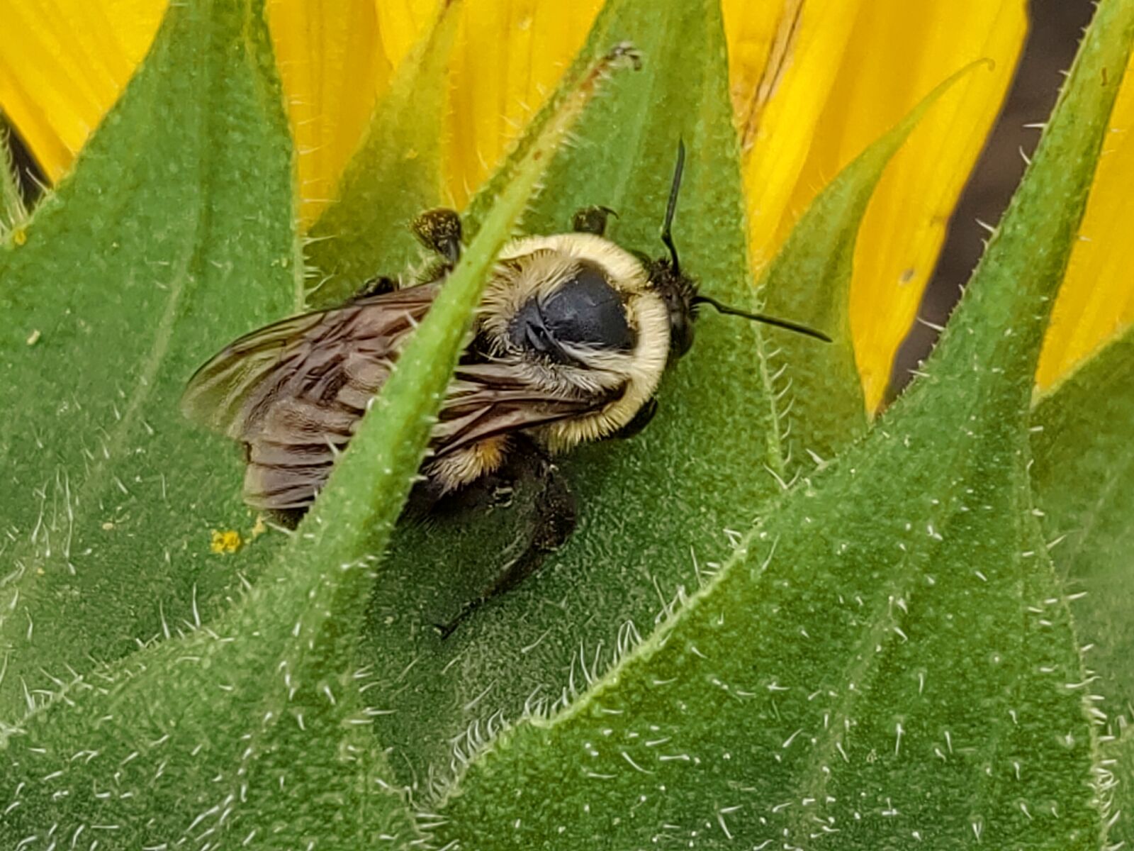 Motorola moto z4 sample photo. Bee, flower, macro photography