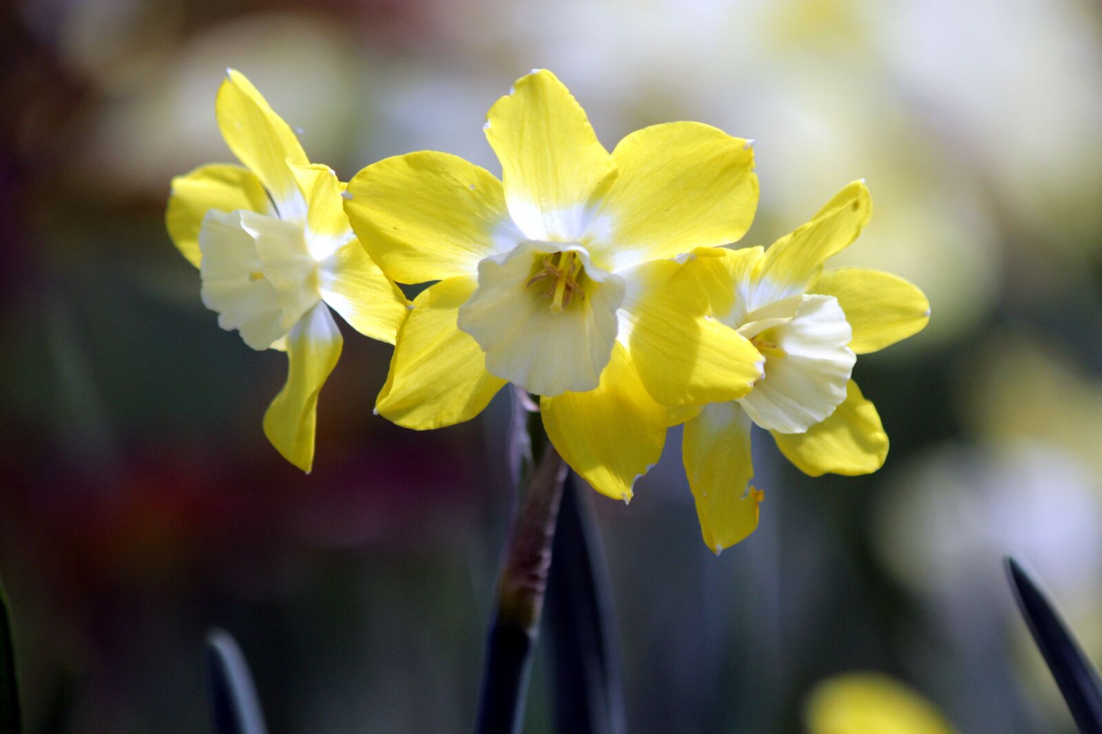 Canon EOS 650D (EOS Rebel T4i / EOS Kiss X6i) sample photo. Daffodils, flowers, narcissus photography