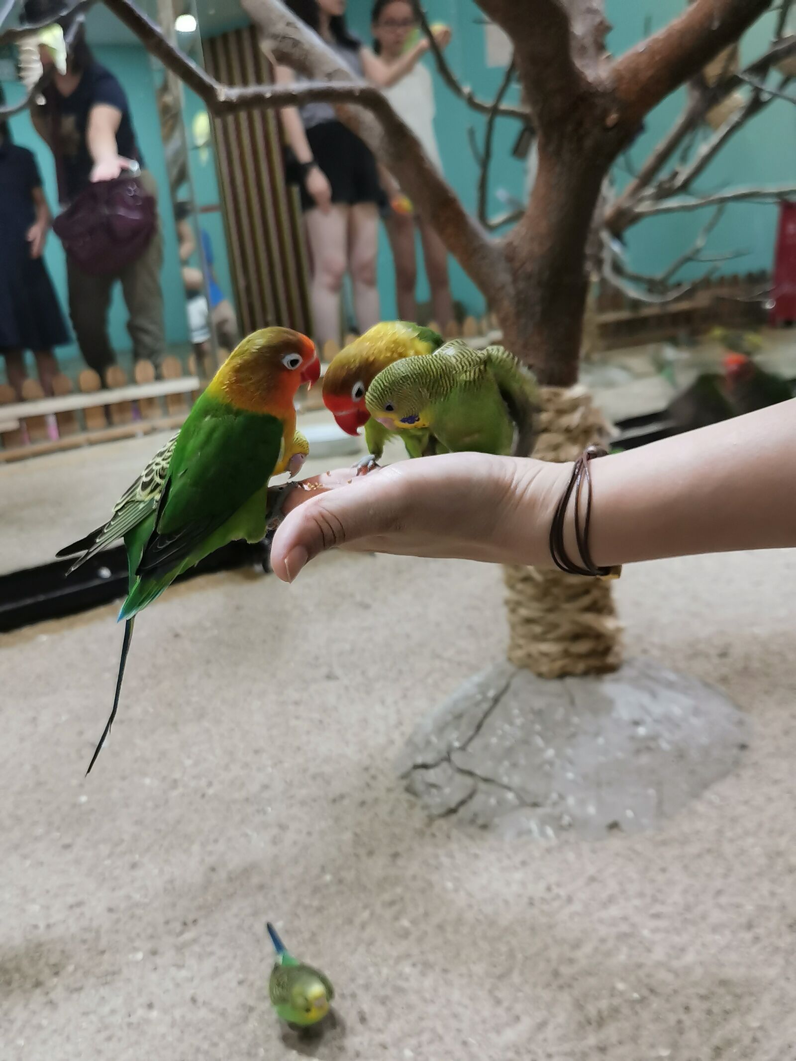 HUAWEI P30 sample photo. Park, bird, interactive photography
