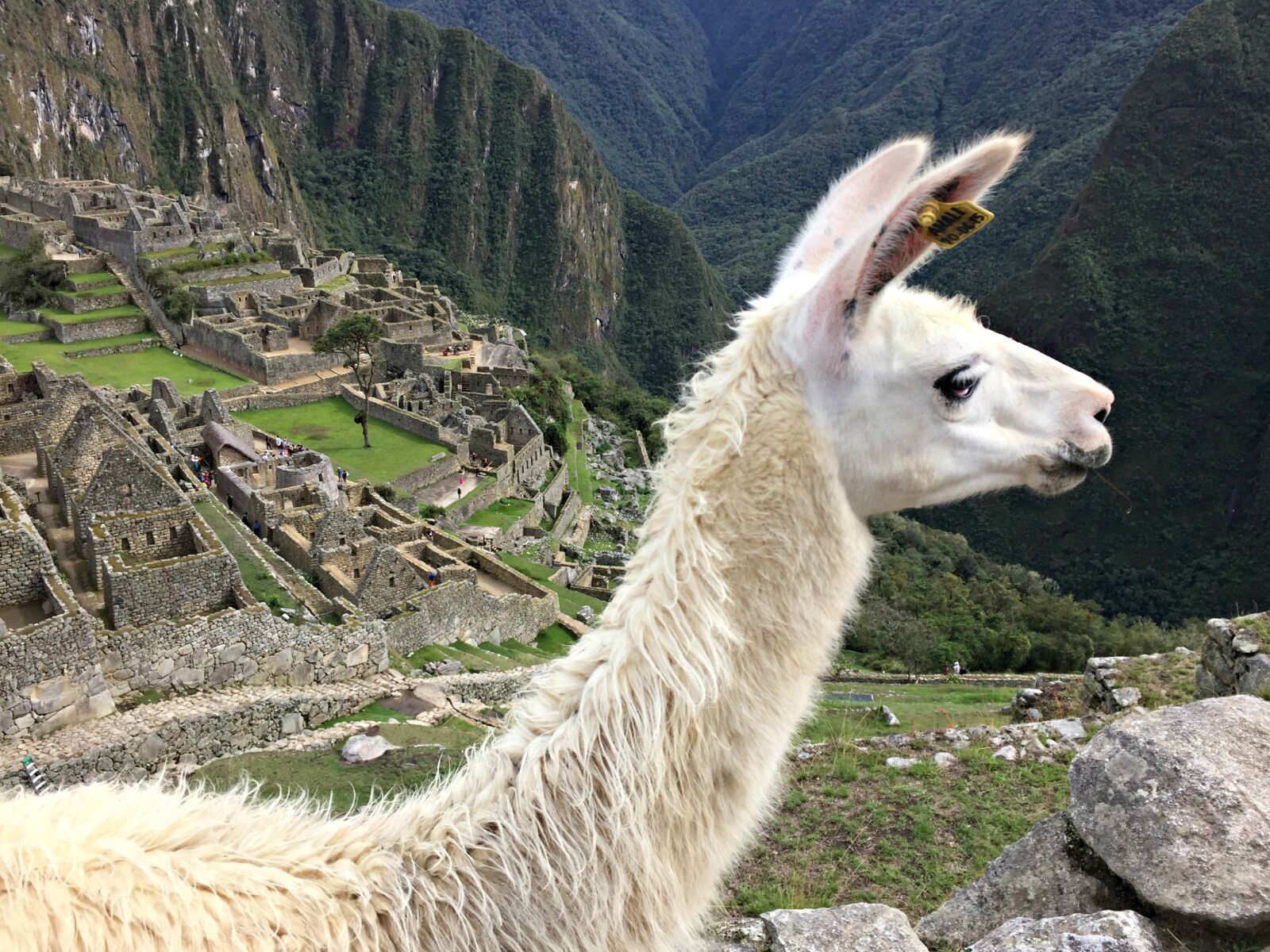 Apple iPhone 6 sample photo. Llama, machu picchu, peru photography