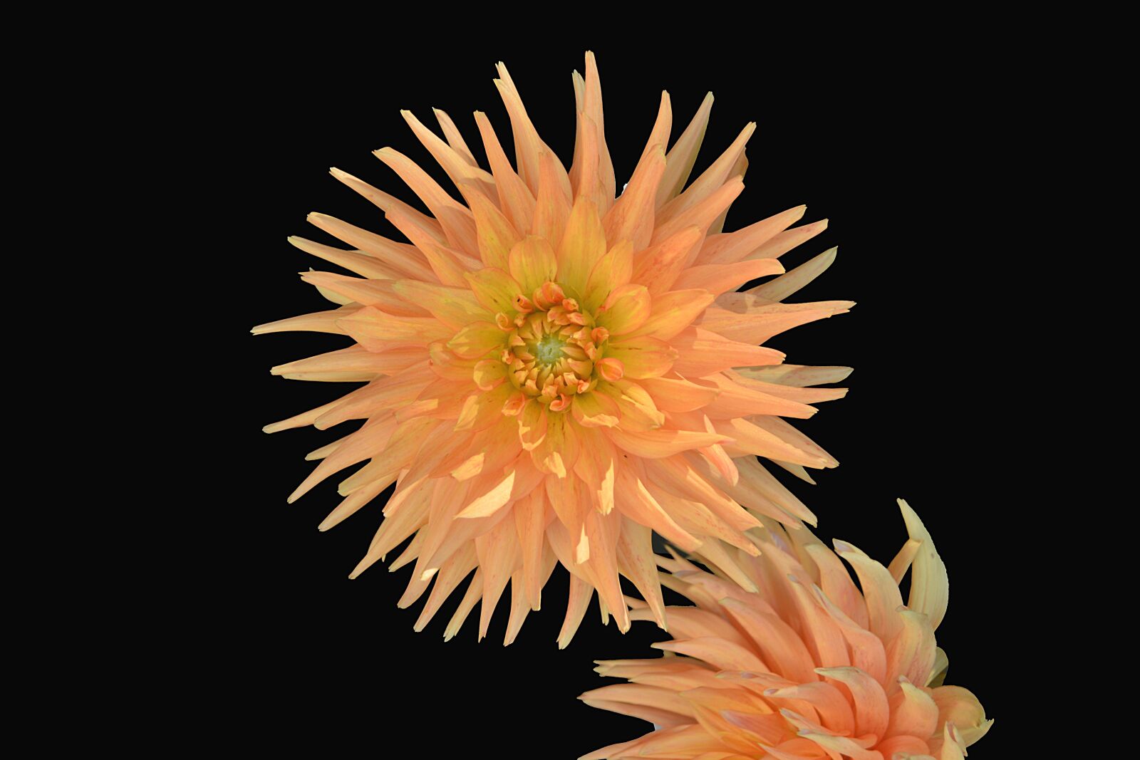 Nikon D5200 sample photo. Flower, chrysanthemum, petals photography