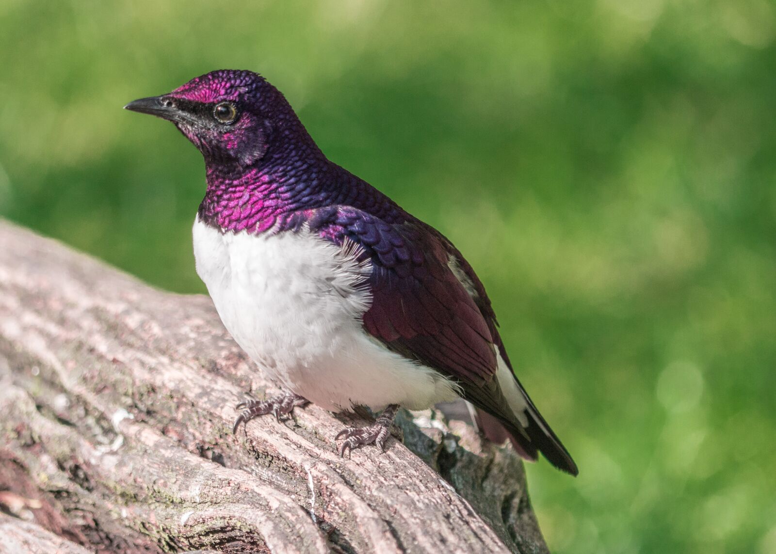 LUMIX G VARIO 100-300/F4.0-5.6II sample photo. Bird, iridescent, plumage photography