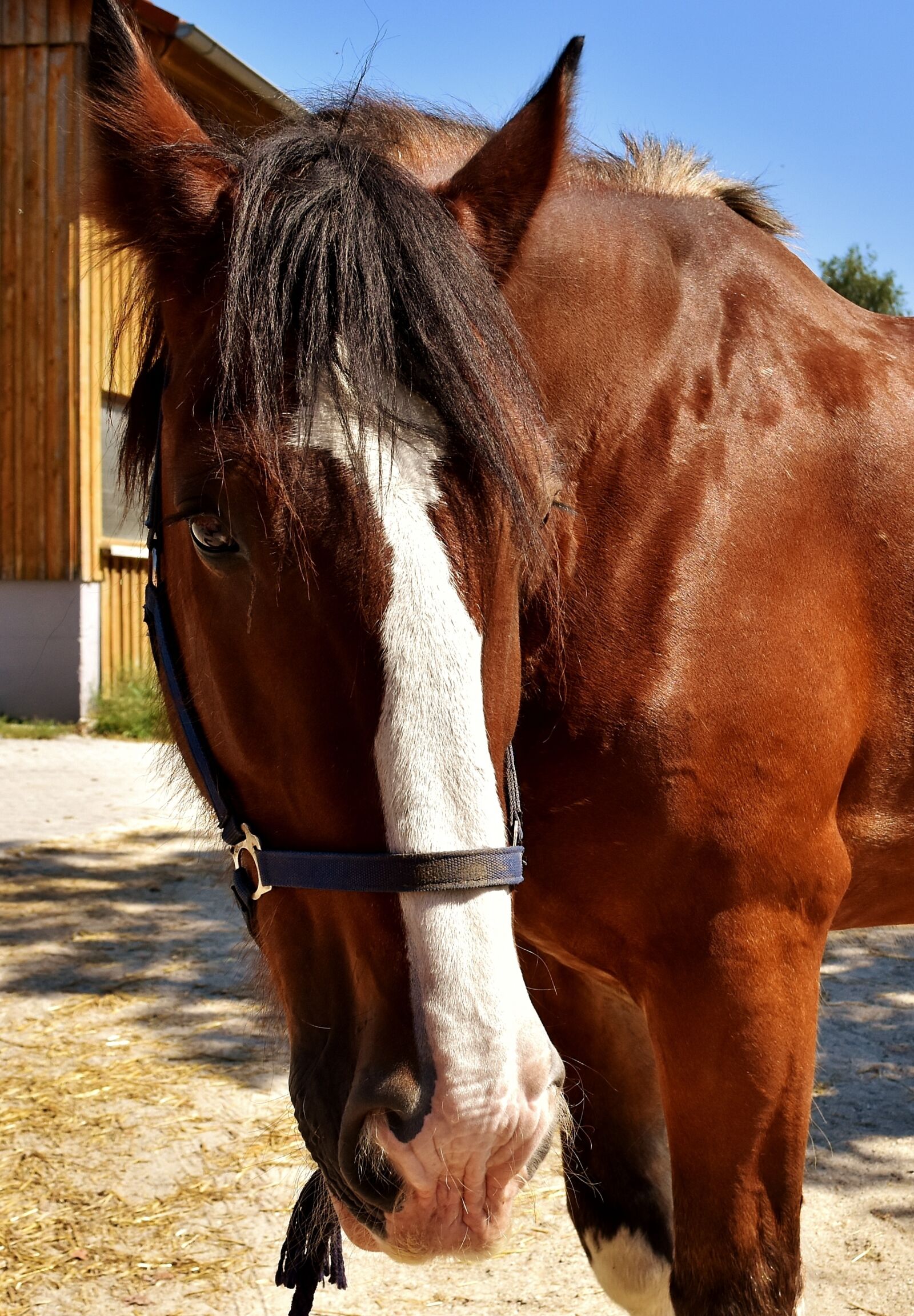 Nikon D7200 sample photo. Shire horse, horse, big photography