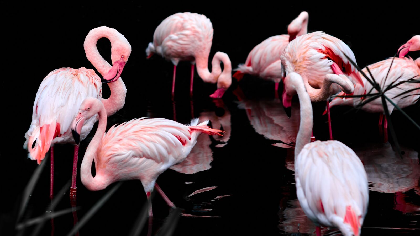 Fujifilm X-T1 sample photo. Pink flamingo, bird, pen photography