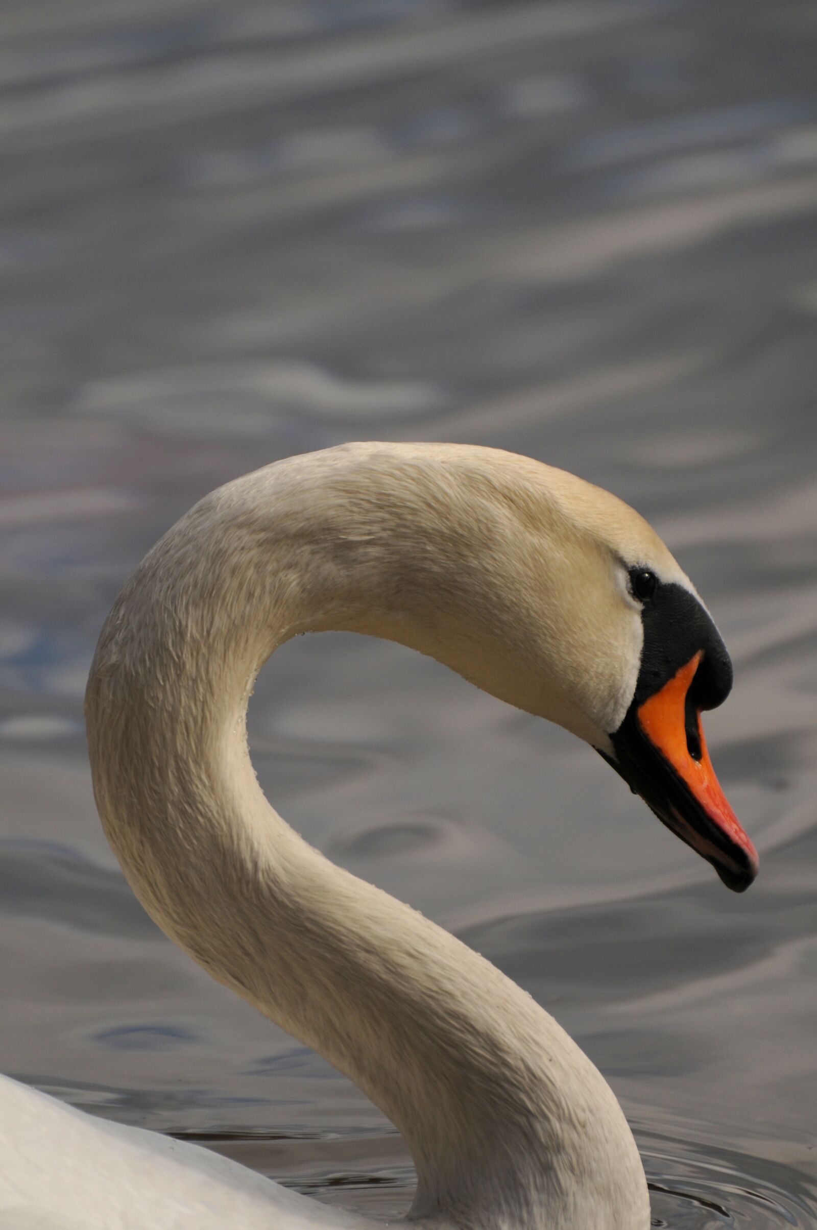 Nikon D300 sample photo. Swan, profile, animal life photography