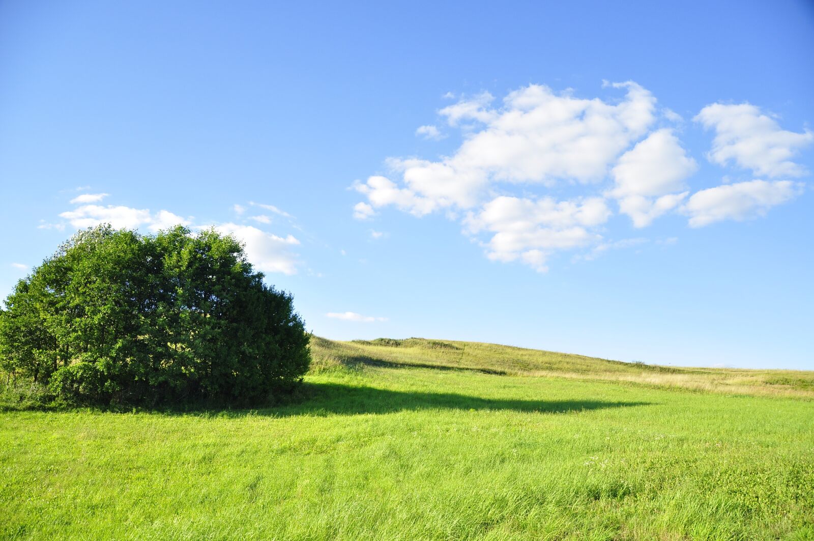 Nikon D90 sample photo. Nature, tree, the environment photography