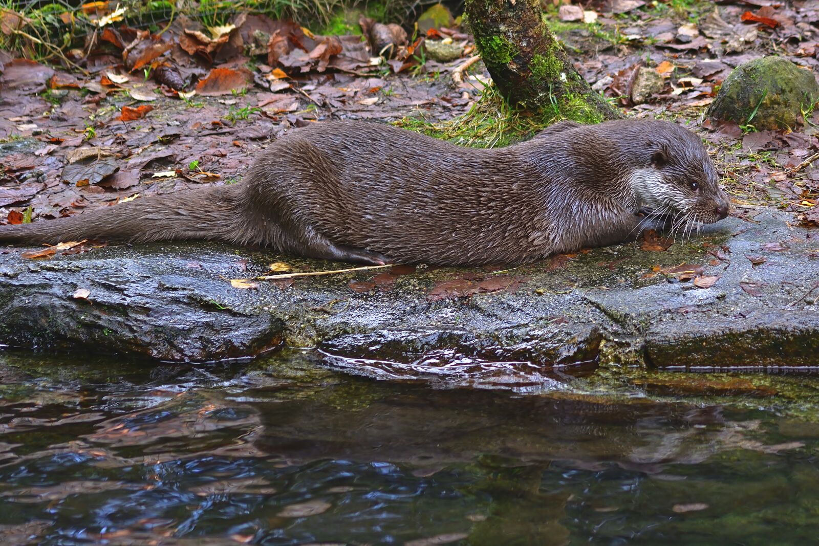 Nikon D5200 sample photo. Otter, creek, wilderness photography