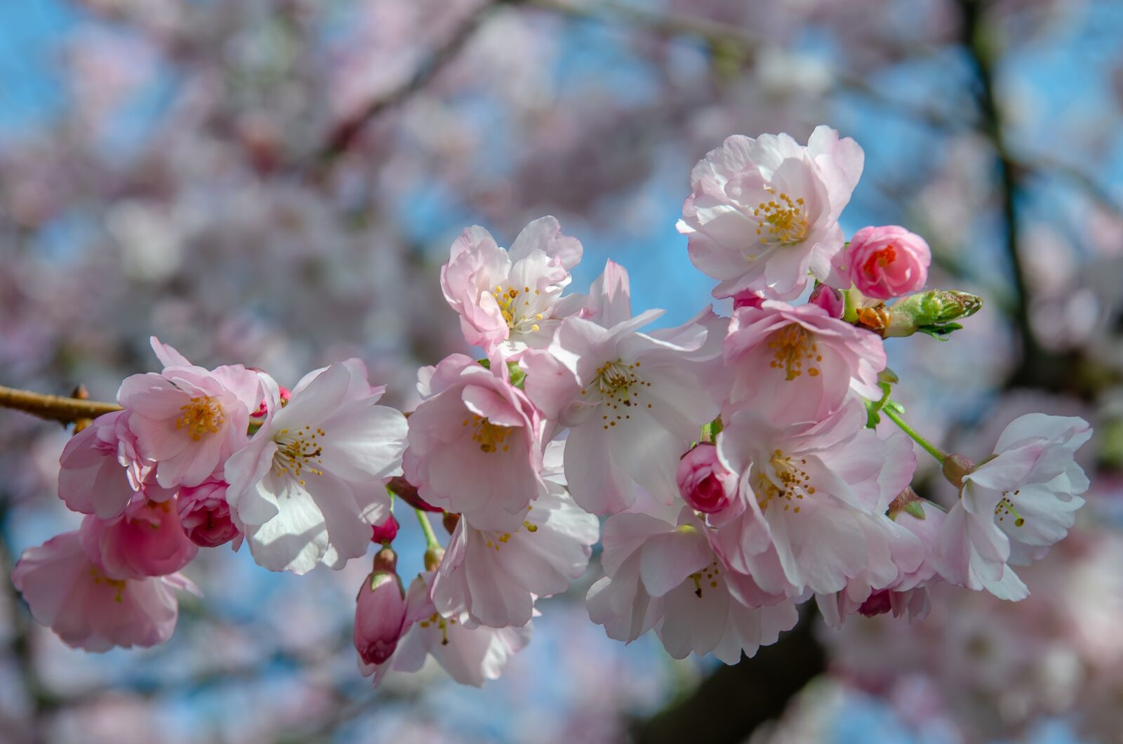 Nikon D7000 sample photo. Tree, flower, spring photography