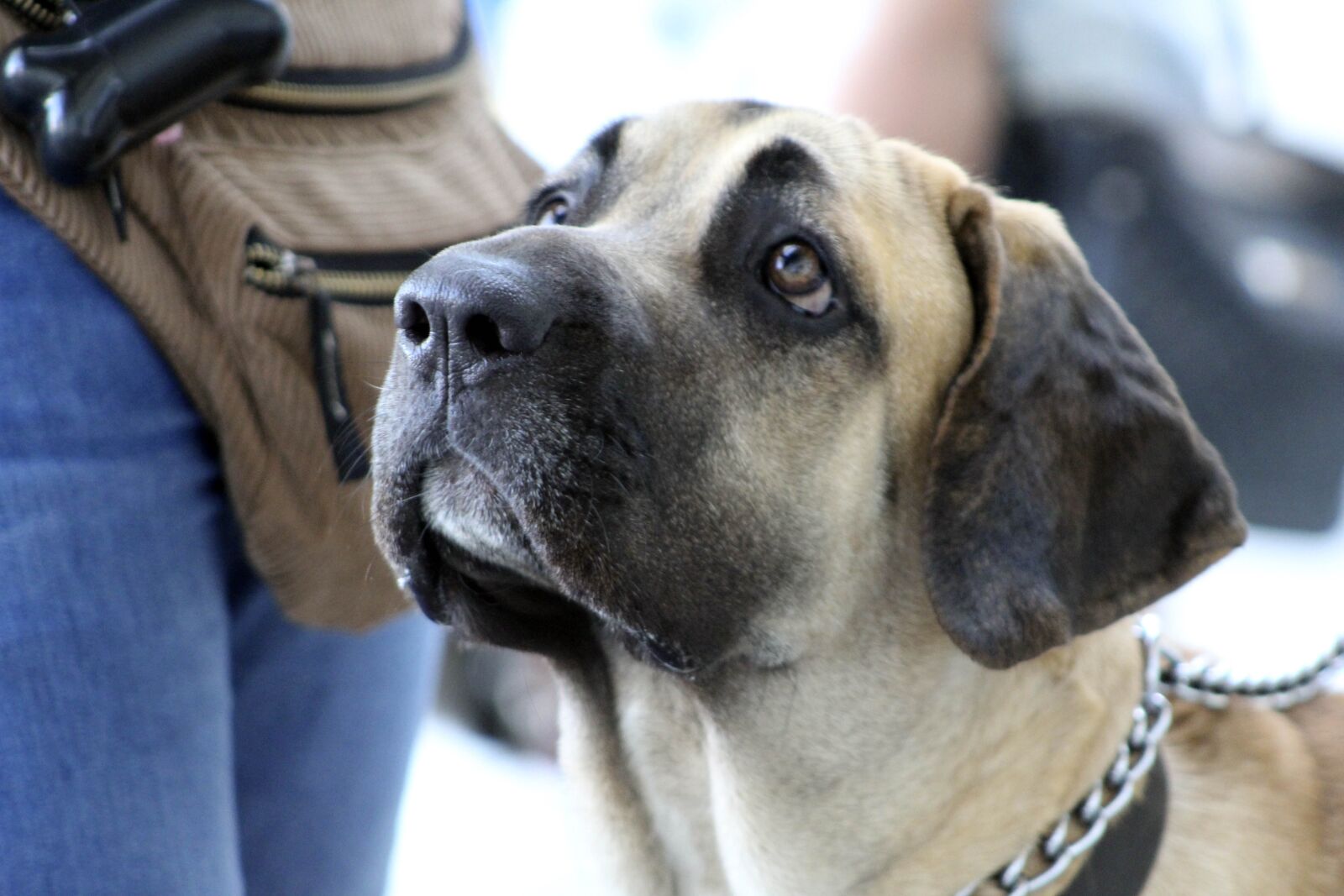 Canon EOS 1300D (EOS Rebel T6 / EOS Kiss X80) + Canon EF75-300mm f/4-5.6 sample photo. Fila brasileiro, brazilian breed photography