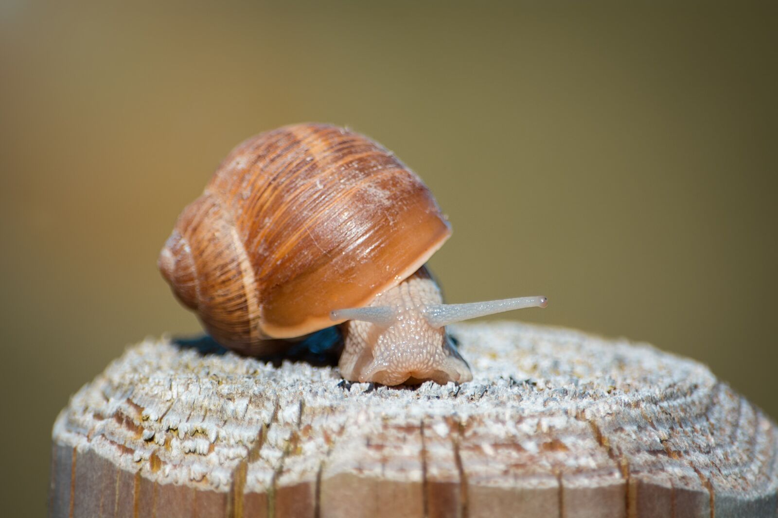 Nikon D7100 sample photo. Snail, shell, mollusk photography