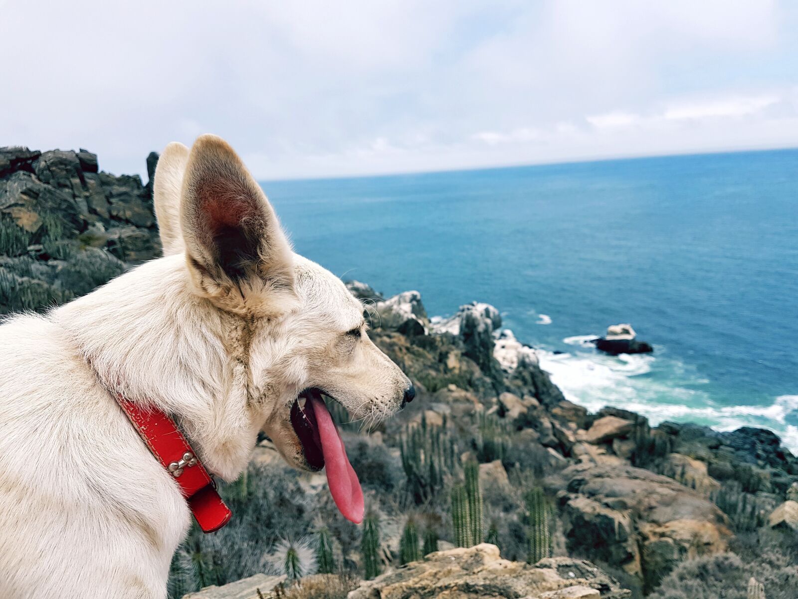Samsung Galaxy S7 Edge sample photo. Animal, dog, nature, wolf photography