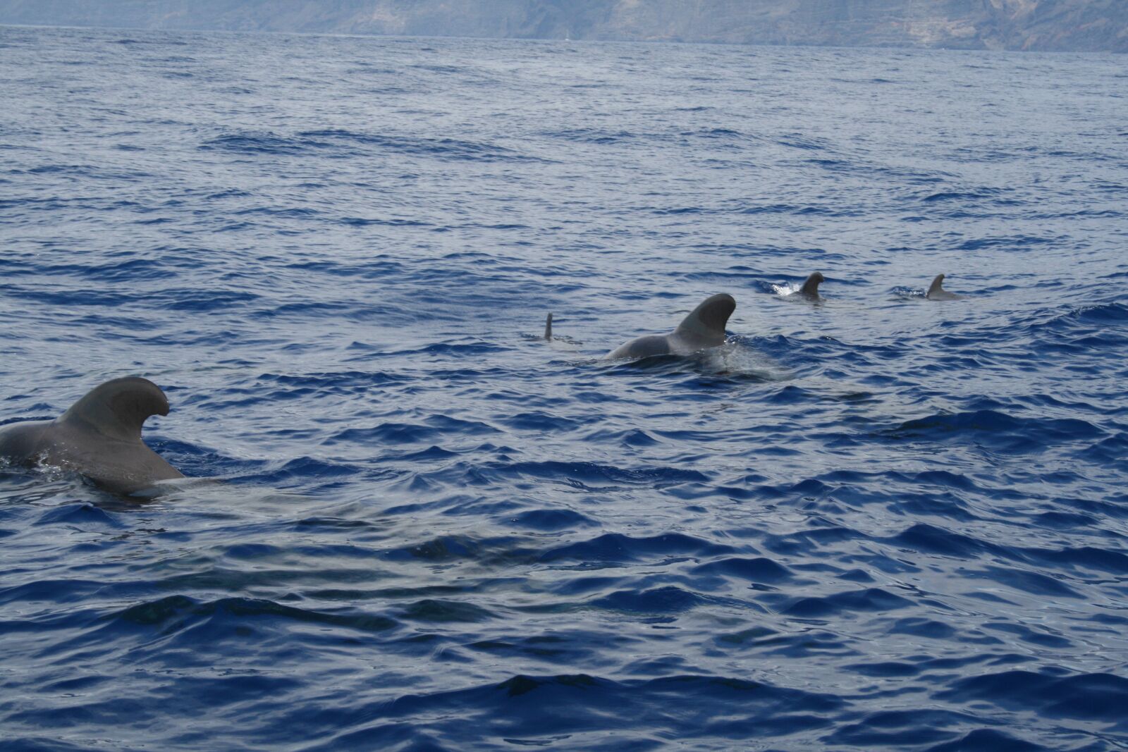 Canon EOS 400D (EOS Digital Rebel XTi / EOS Kiss Digital X) sample photo. Whale, tenerife, ocean photography