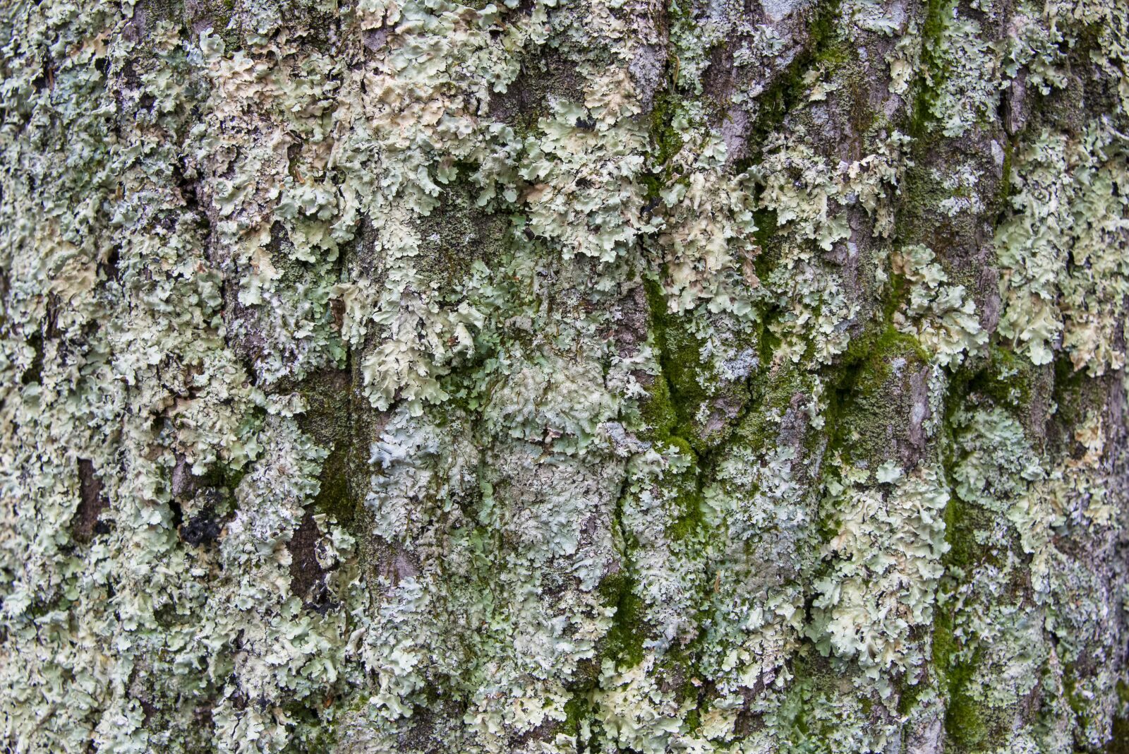 Nikon D800 sample photo. Background, tree, bark photography