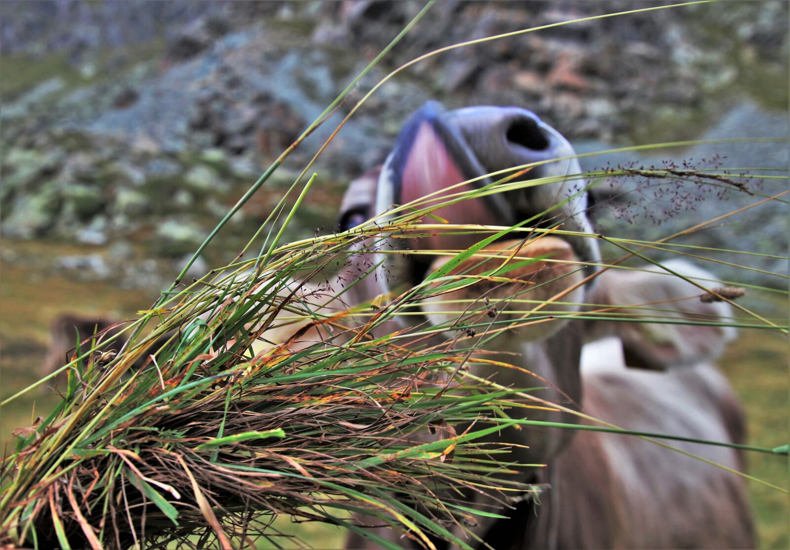 Canon EOS 80D sample photo. Cow, grass, feeding photography