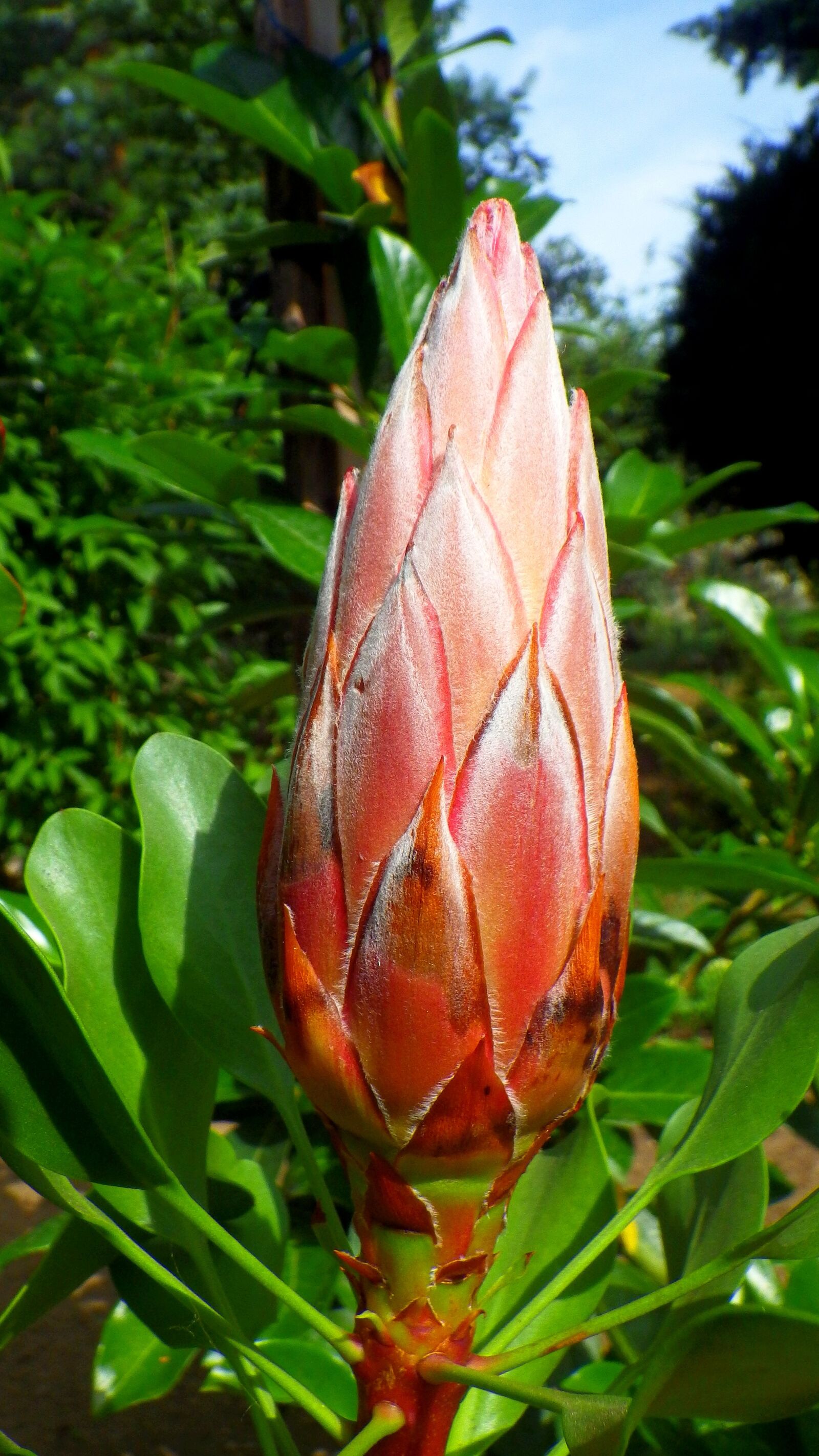 Pentax Optio WG-2 sample photo. Floral, flower, flower head photography
