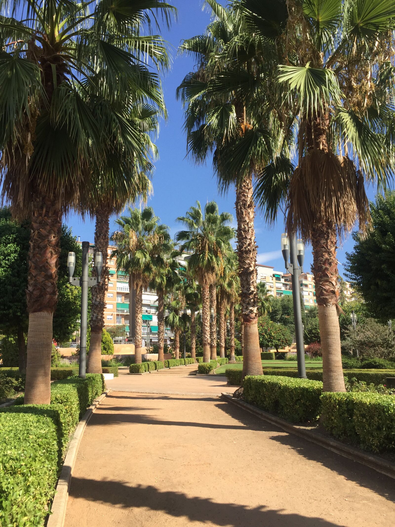 iPhone 6 back camera 4.15mm f/2.2 sample photo. Palms, path, park photography