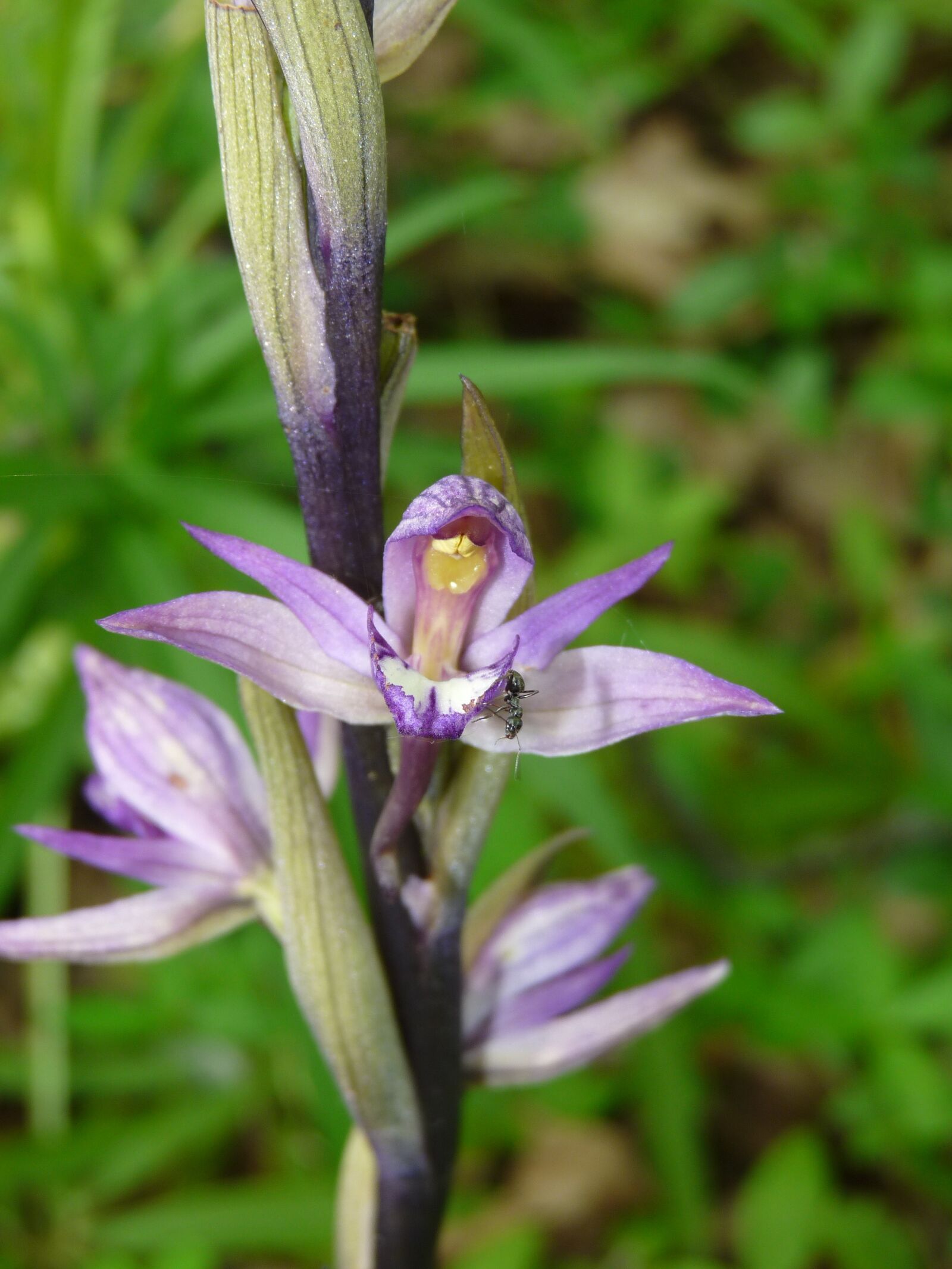 Panasonic Lumix DMC-FZ28 sample photo. Violet limodore, orchid, achlorophyllous photography