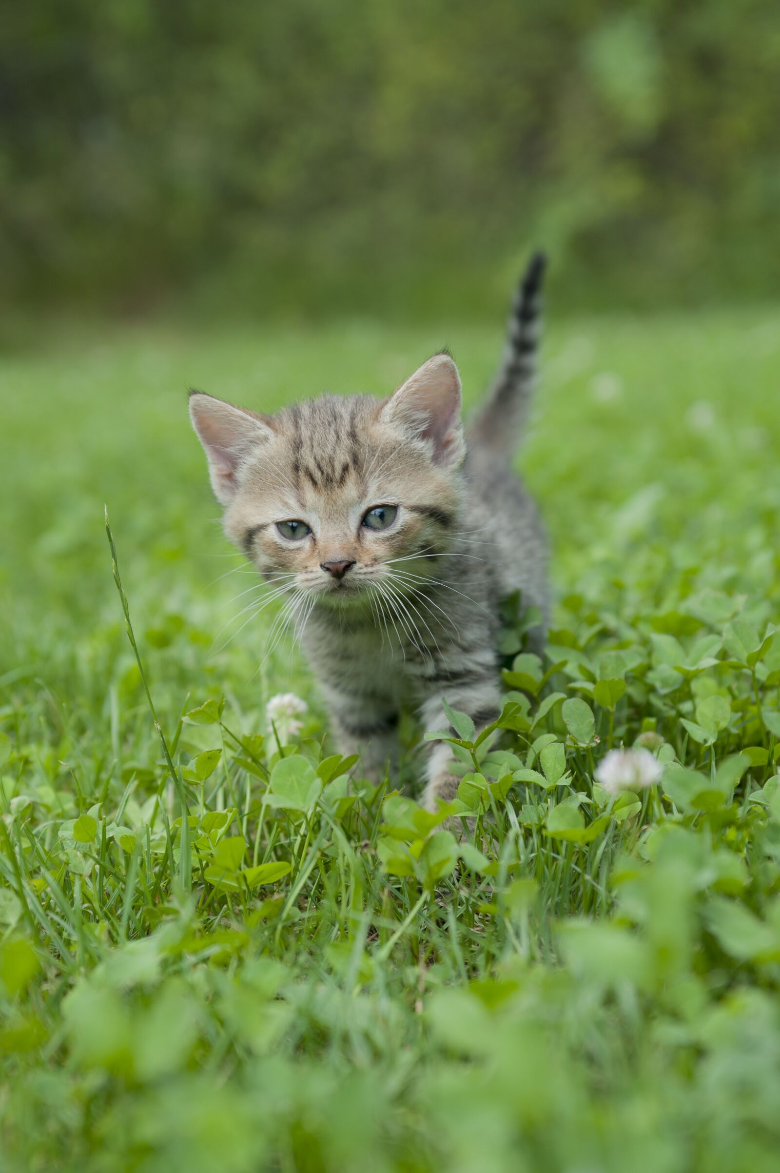 Nikon D700 sample photo. Kitten, cat, tiger cat photography