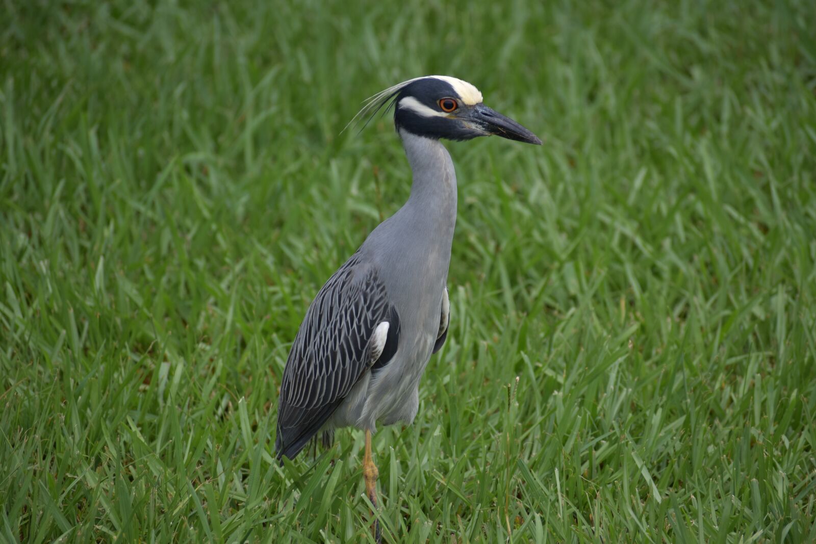 Nikon D3500 sample photo. Stork, bird, nature photography