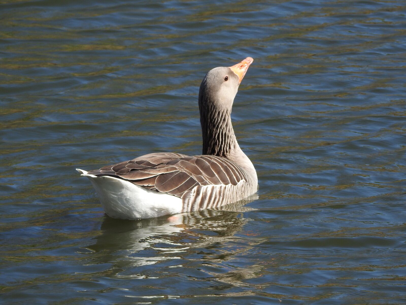 Nikon Coolpix P900 sample photo. Duck, water bird, plumage photography