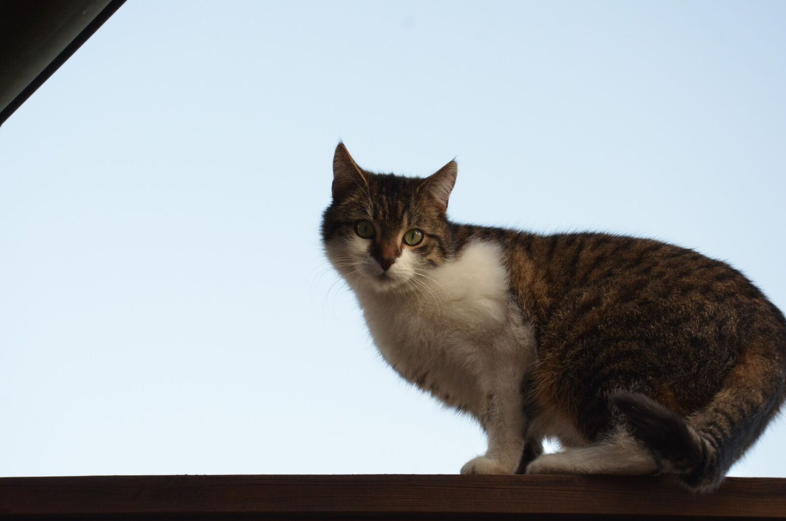 Nikon D7000 sample photo. Cat, mize, pet photography