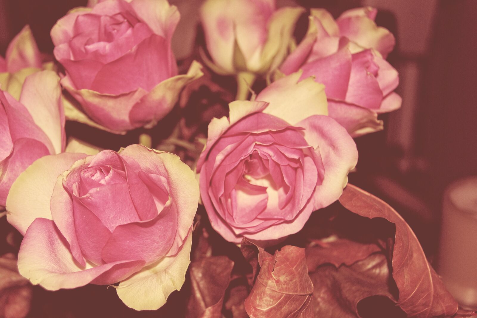Nikon D3000 sample photo. Vintage, blossom, bloom photography