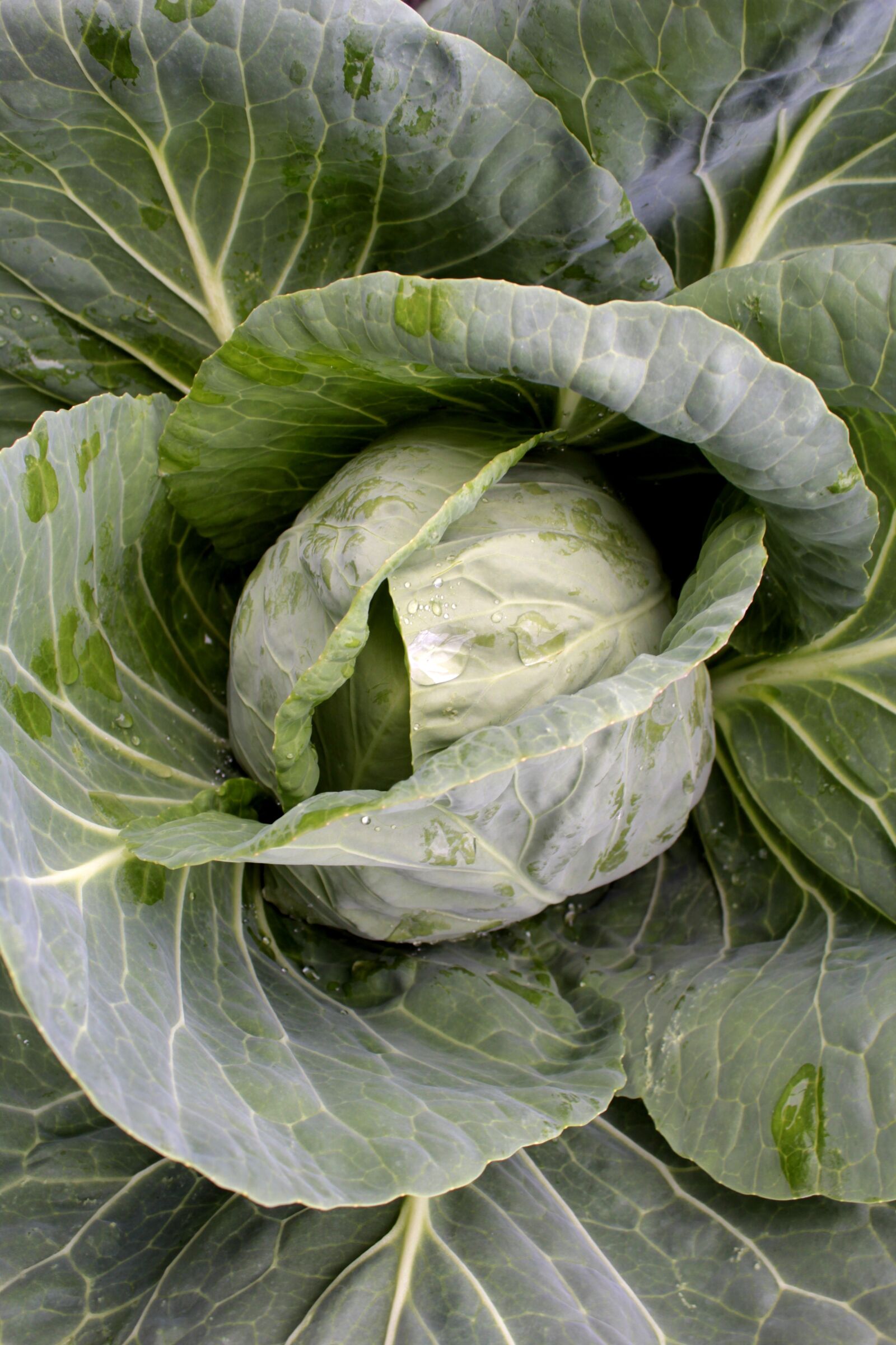 Canon EOS 600D (Rebel EOS T3i / EOS Kiss X5) sample photo. Cabbage, vegetable, food photography