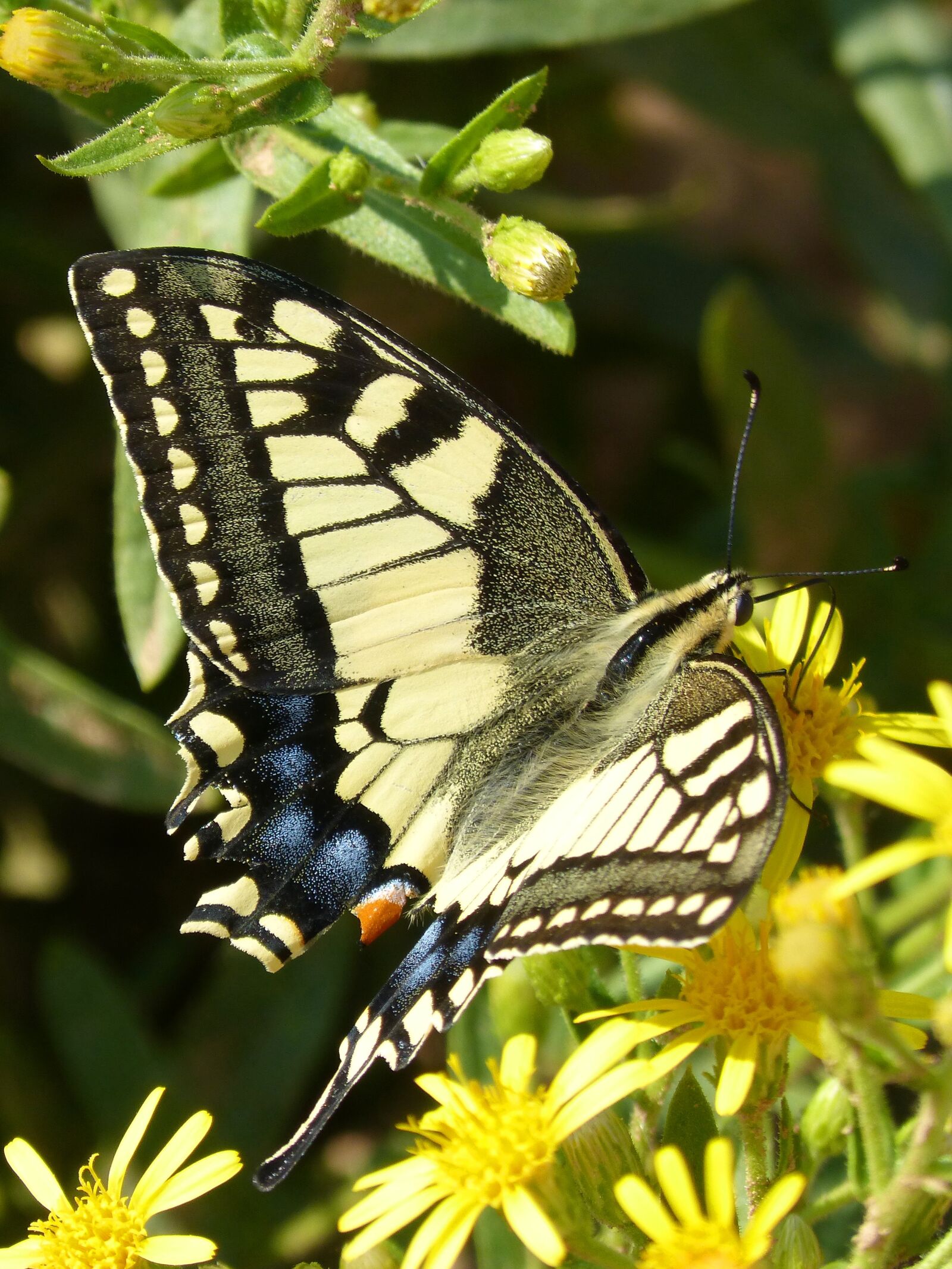 Panasonic DMC-FZ62 sample photo. Butterfly, papilio machaon, machaon photography