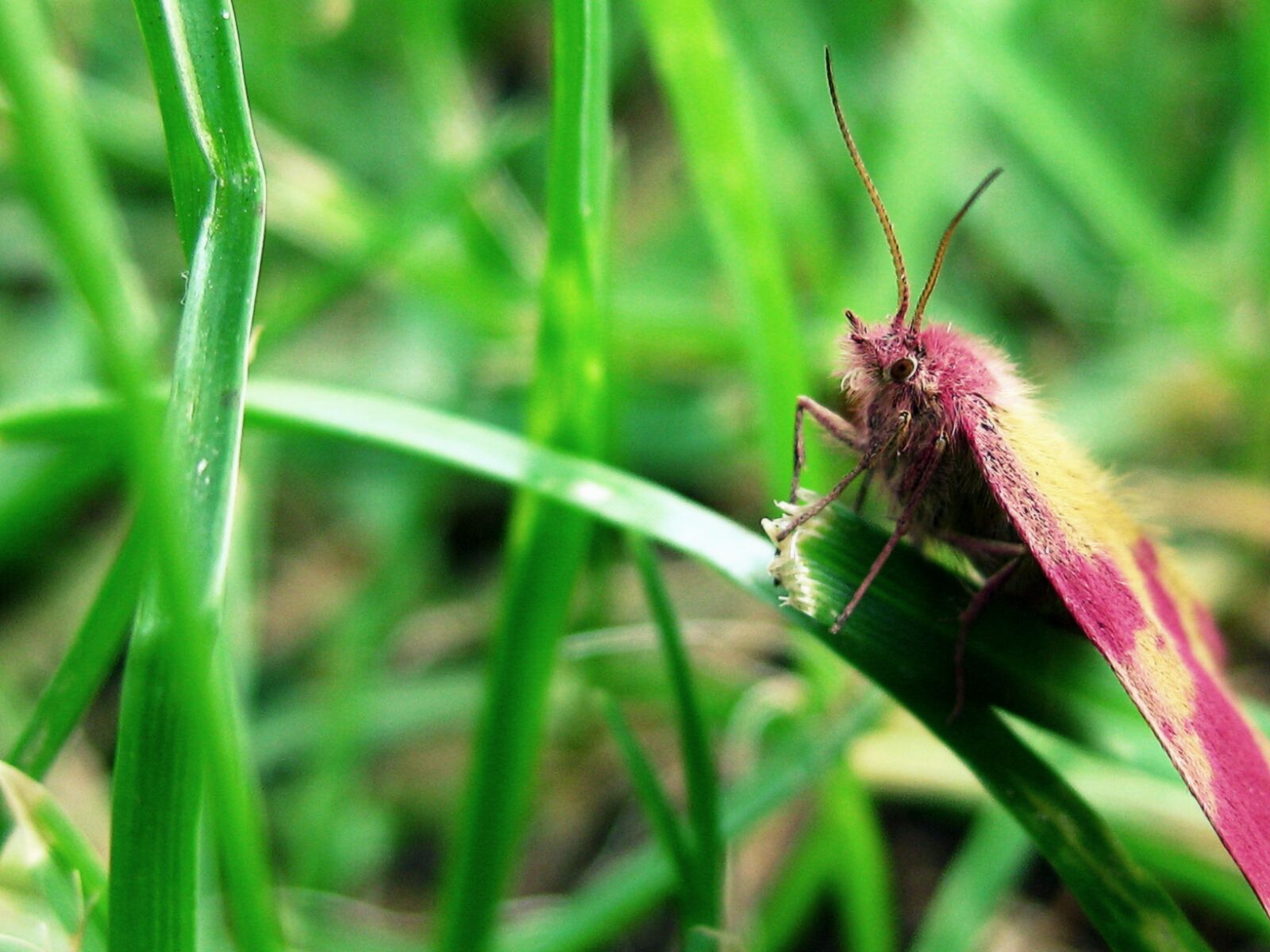 Canon PowerShot SD1100 IS (Digital IXUS 80 IS / IXY Digital 20 IS) sample photo. Moth, pink, insect photography