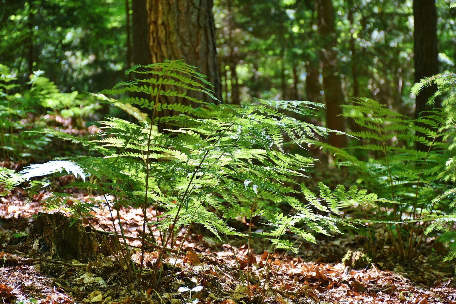 Nikon D7200 sample photo. Ferns, forest, trees photography
