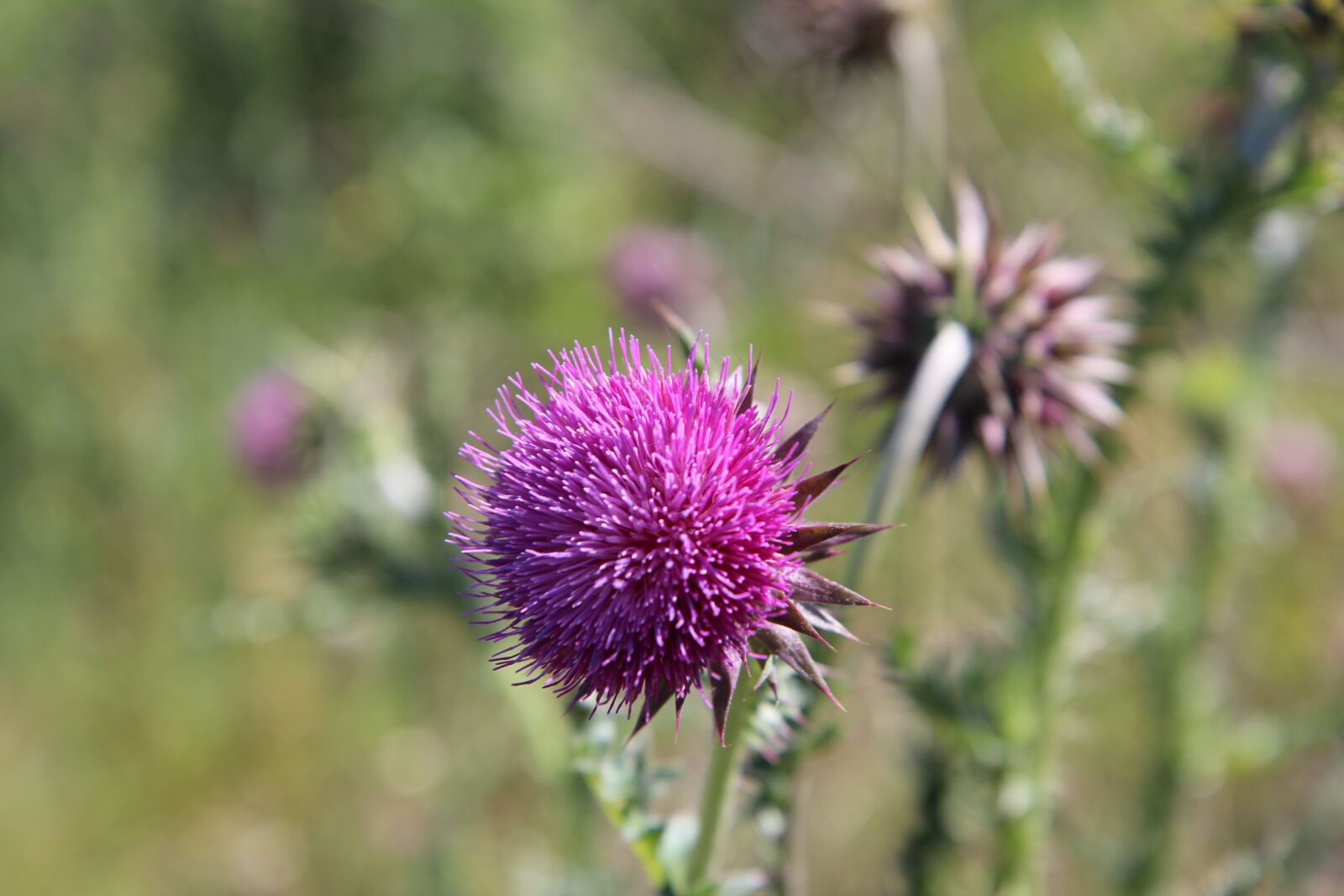 Canon EOS 600D (Rebel EOS T3i / EOS Kiss X5) sample photo. Thistle, thistle flower, nature photography