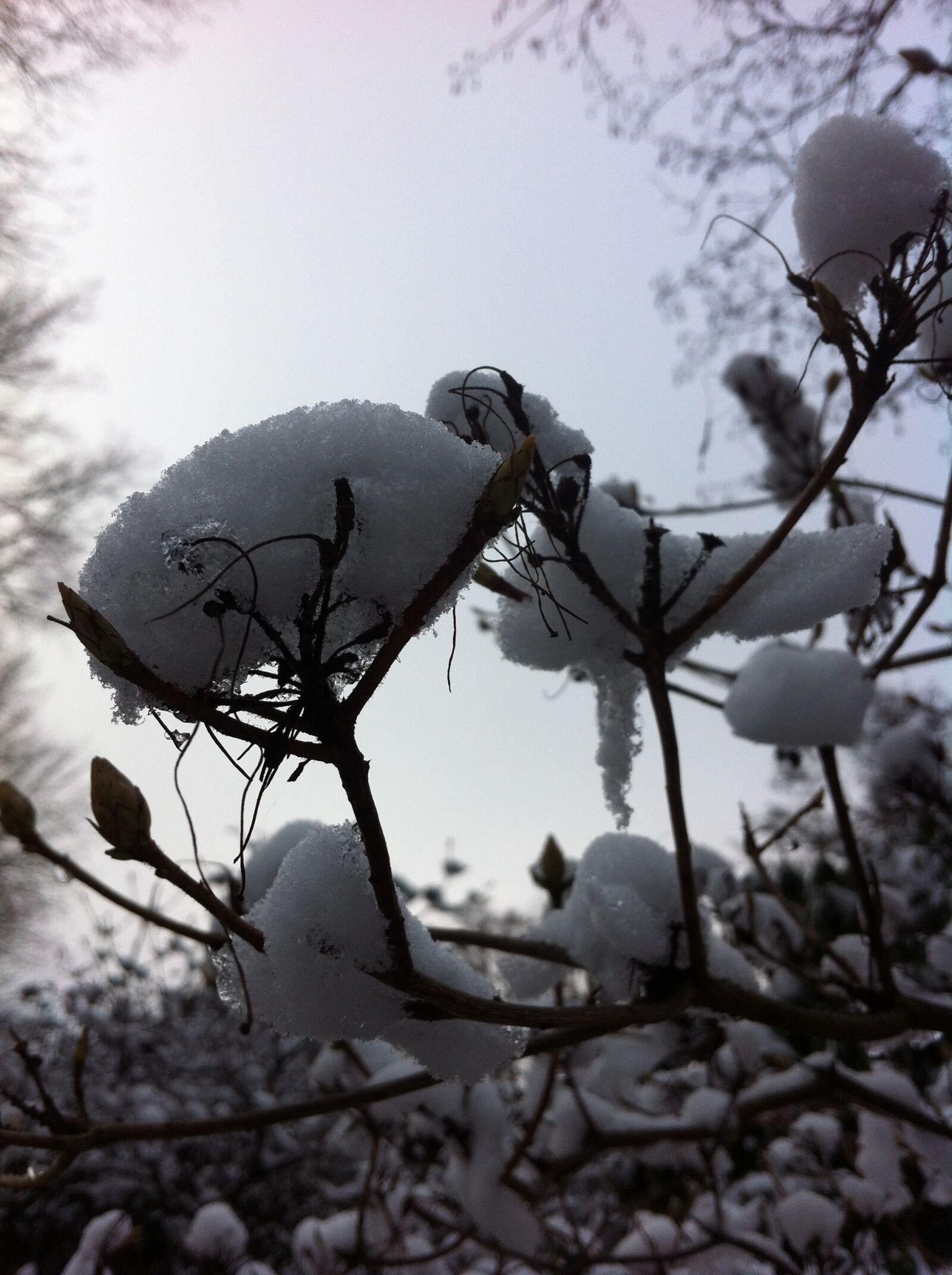 Apple iPhone 4 sample photo. Snow, winter, cold photography