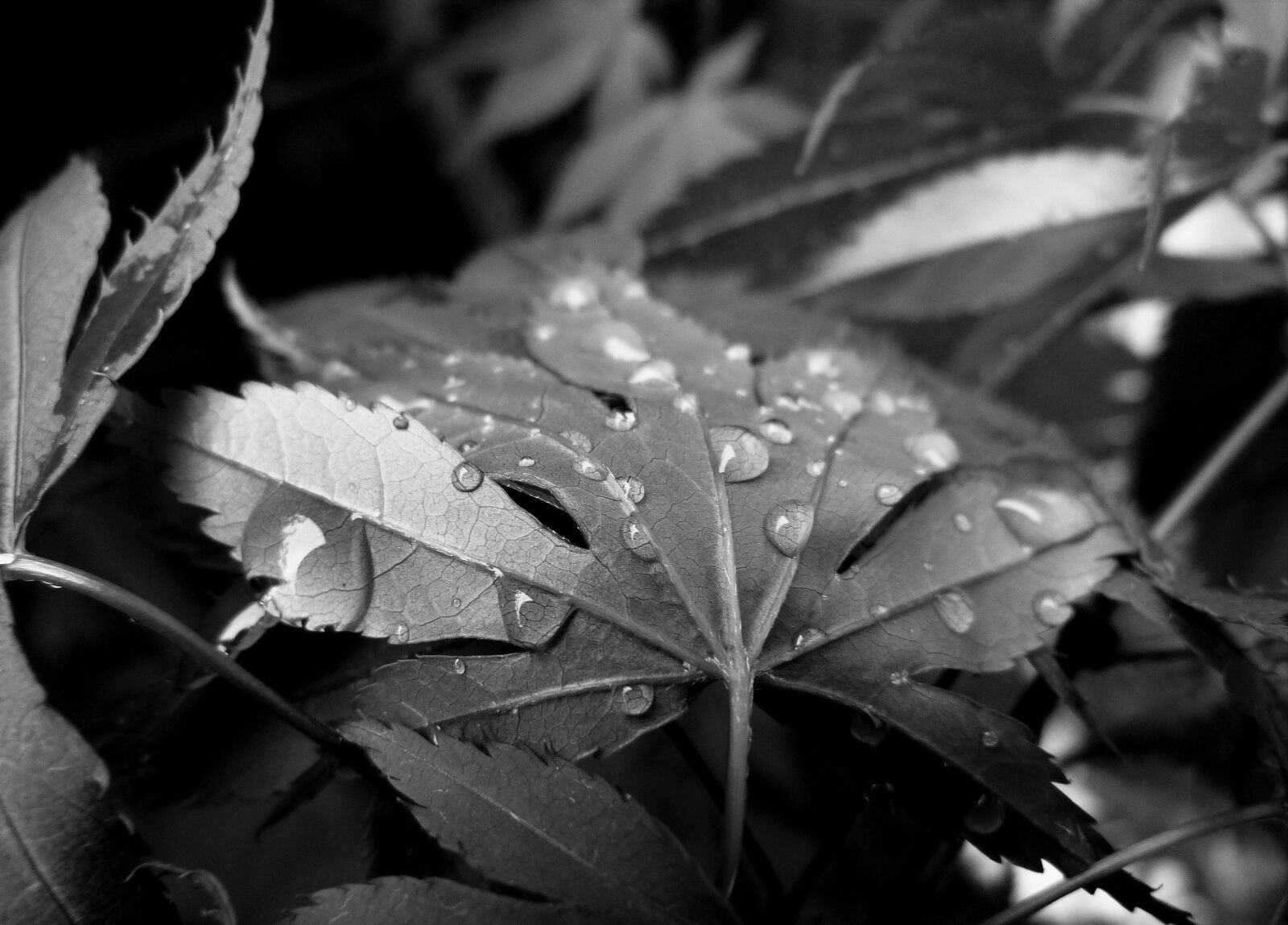Panasonic Lumix DMC-FZ40 (Lumix DMC-FZ45) sample photo. Raindrops, rain, droplets photography