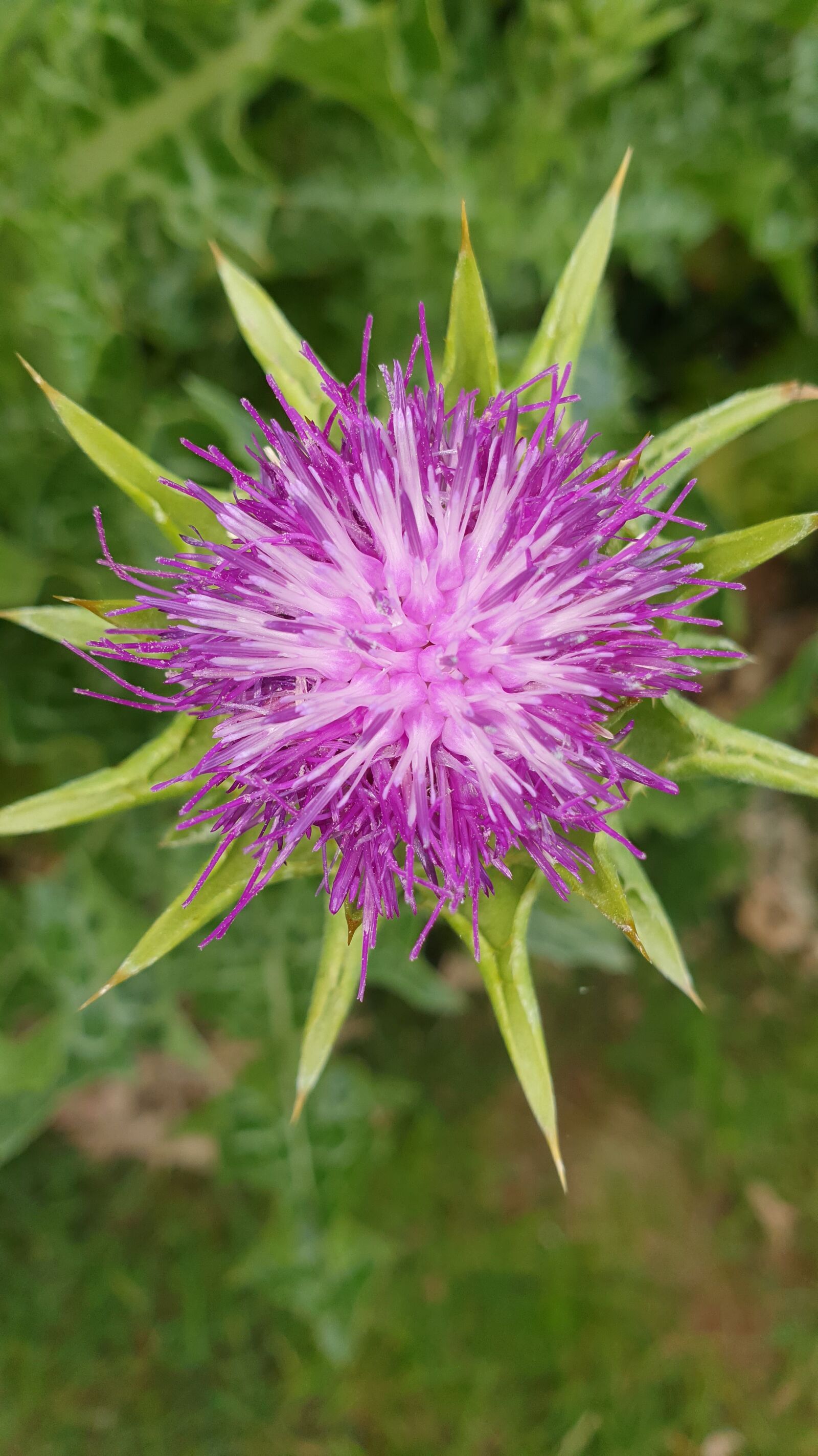 Samsung Galaxy S10e sample photo. Thistle, blossom, bloom photography