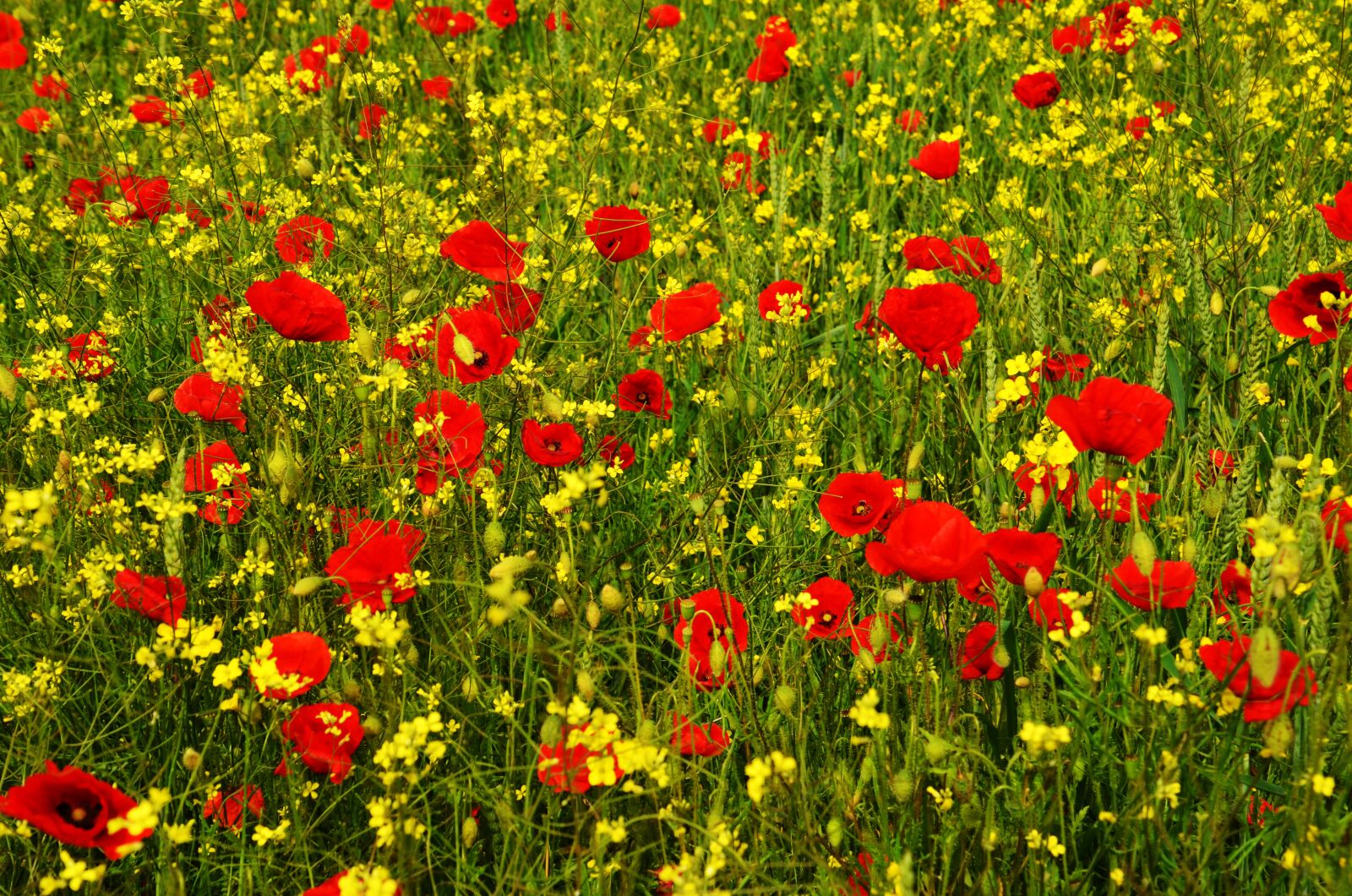 Nikon D7000 sample photo. Poppy, rape, red photography