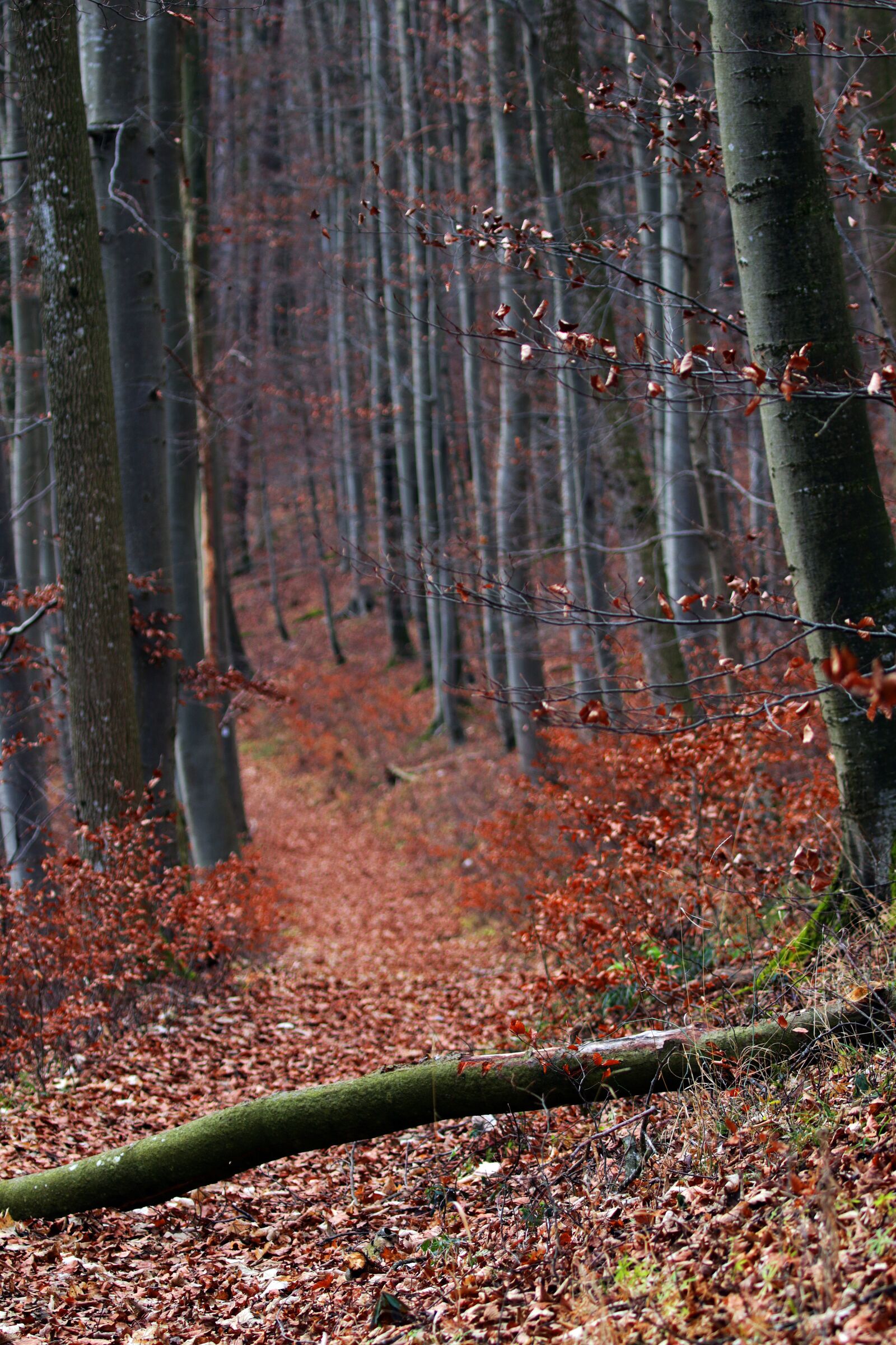 Canon EOS 7D Mark II sample photo. Forest path, tree trunks photography