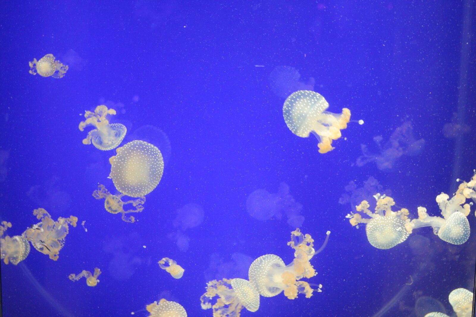 Canon EOS 350D (EOS Digital Rebel XT / EOS Kiss Digital N) sample photo. Jellyfish, sea, water photography