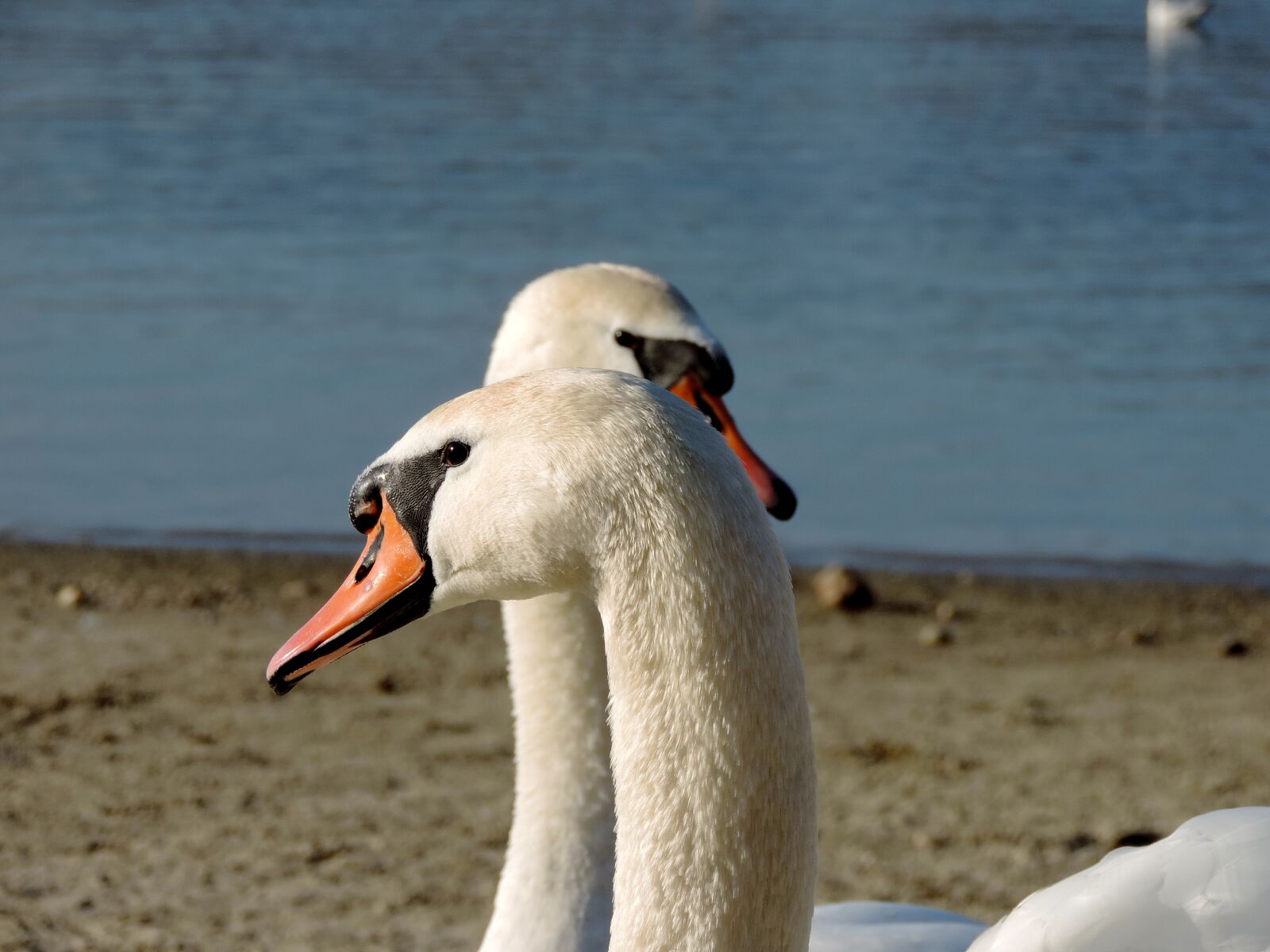Nikon Coolpix P520 sample photo. Swan, swarm, bird, feather photography