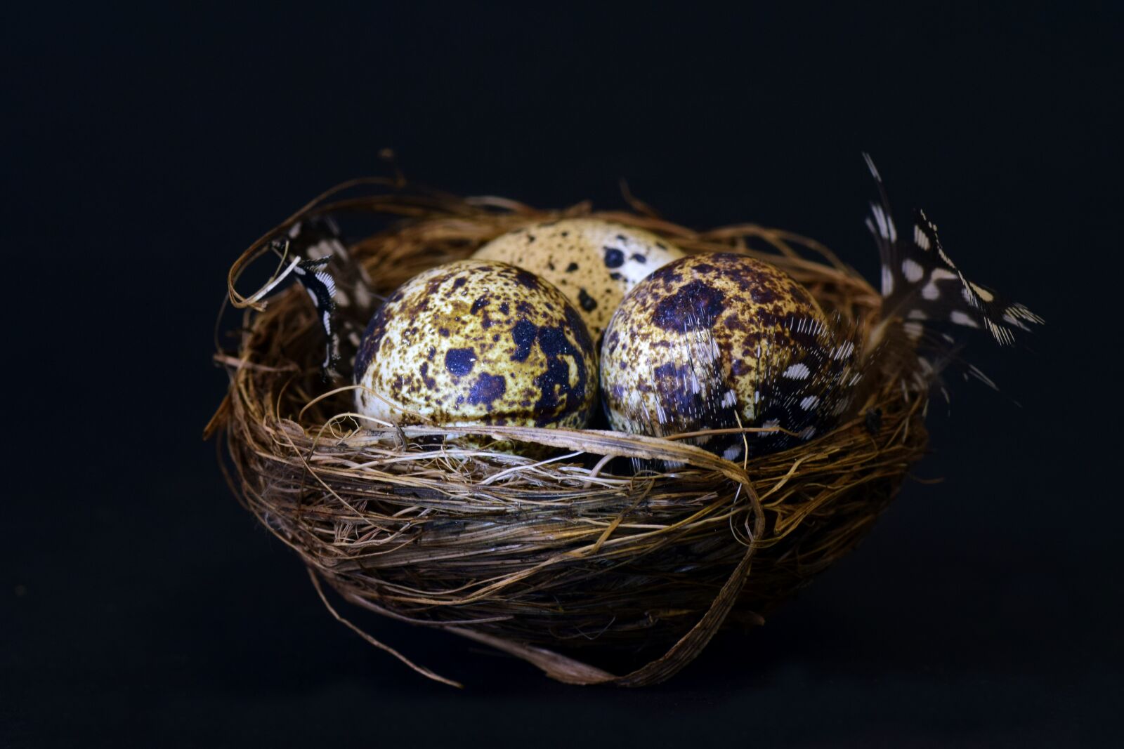 Nikon D3300 sample photo. Nest, bird's nest, quail photography
