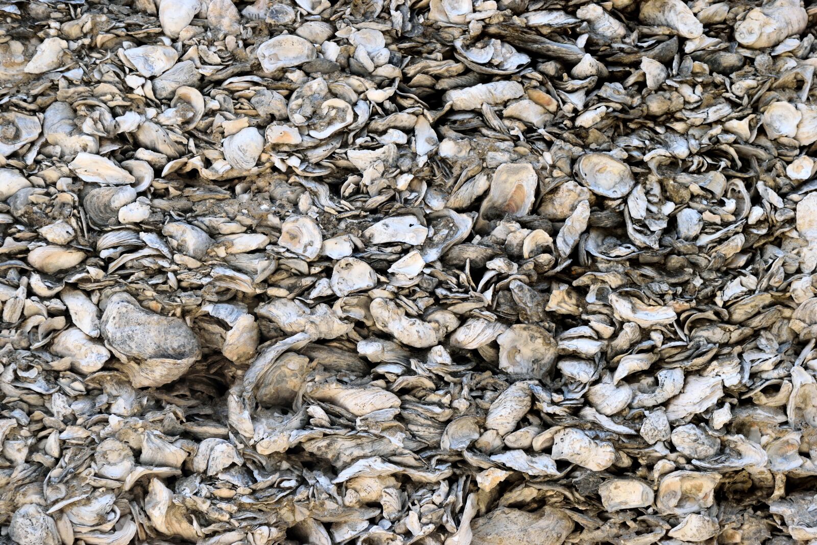 Nikon D3300 sample photo. Conquina shells, backdrop, shells photography