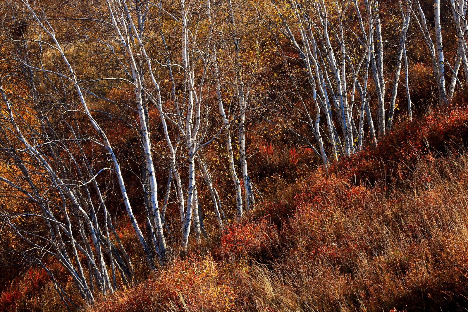 Canon EF 70-200mm F2.8L IS USM sample photo. Autumn, the scenery, golden photography