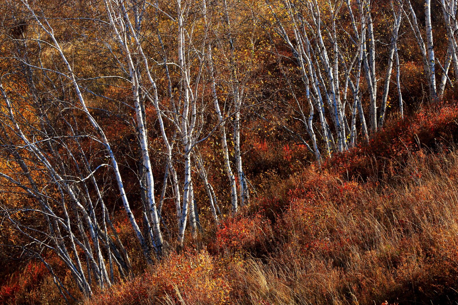 Canon EOS 70D + Canon EF 70-200mm F2.8L IS USM sample photo. Autumn, the scenery, golden photography