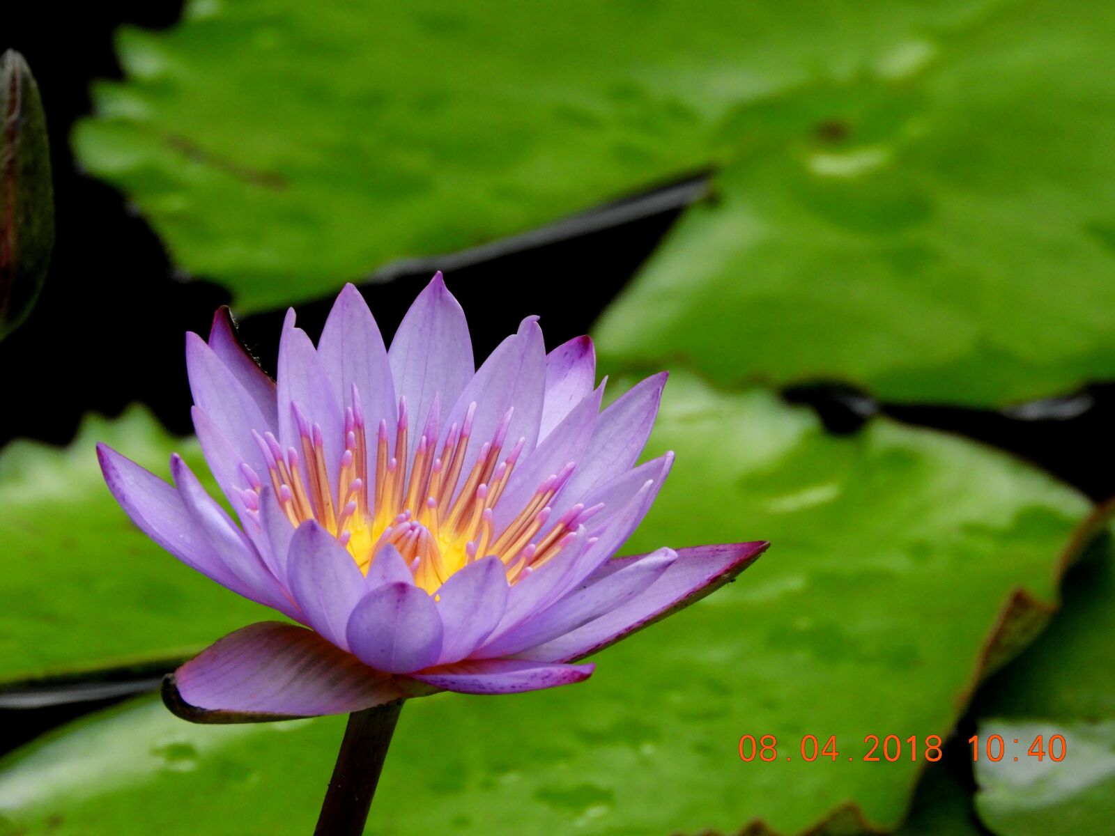 Nikon Coolpix B700 sample photo. Flower, nature, pond photography