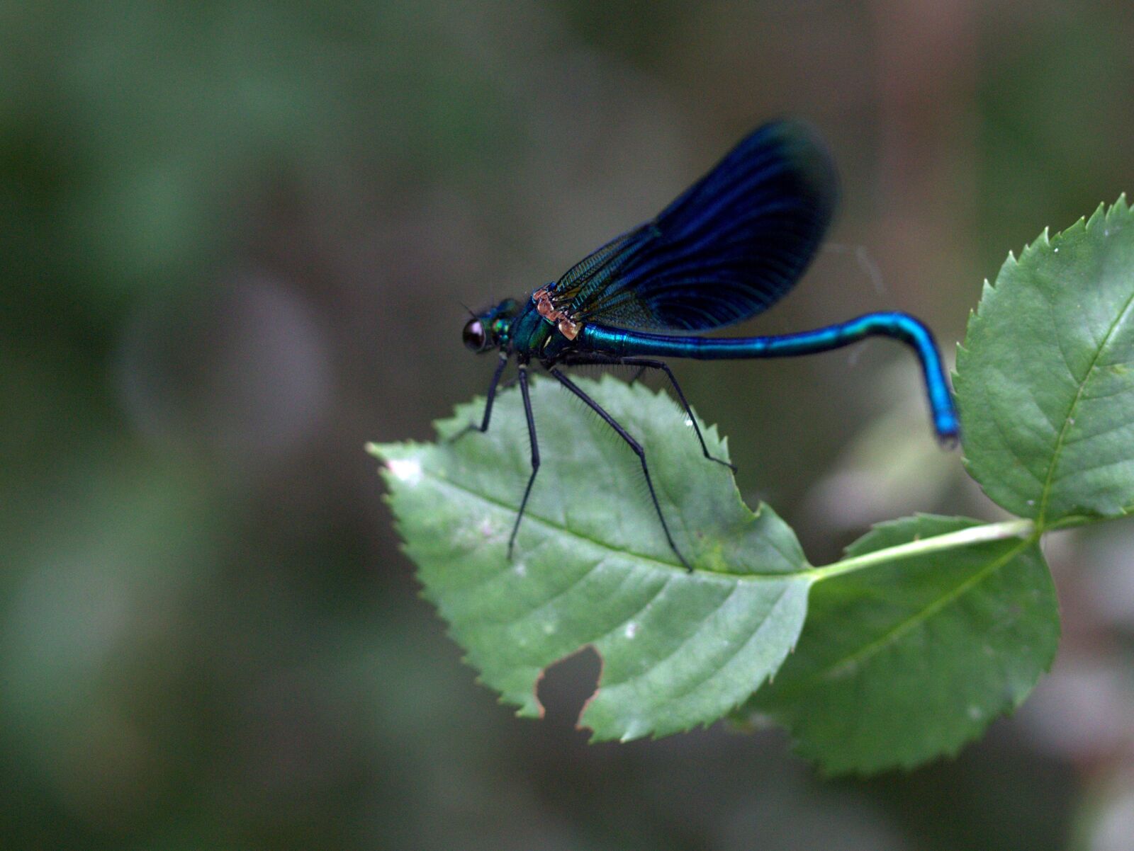 Canon EF-S 60mm F2.8 Macro USM sample photo. Dragonfly, blue, leaf photography