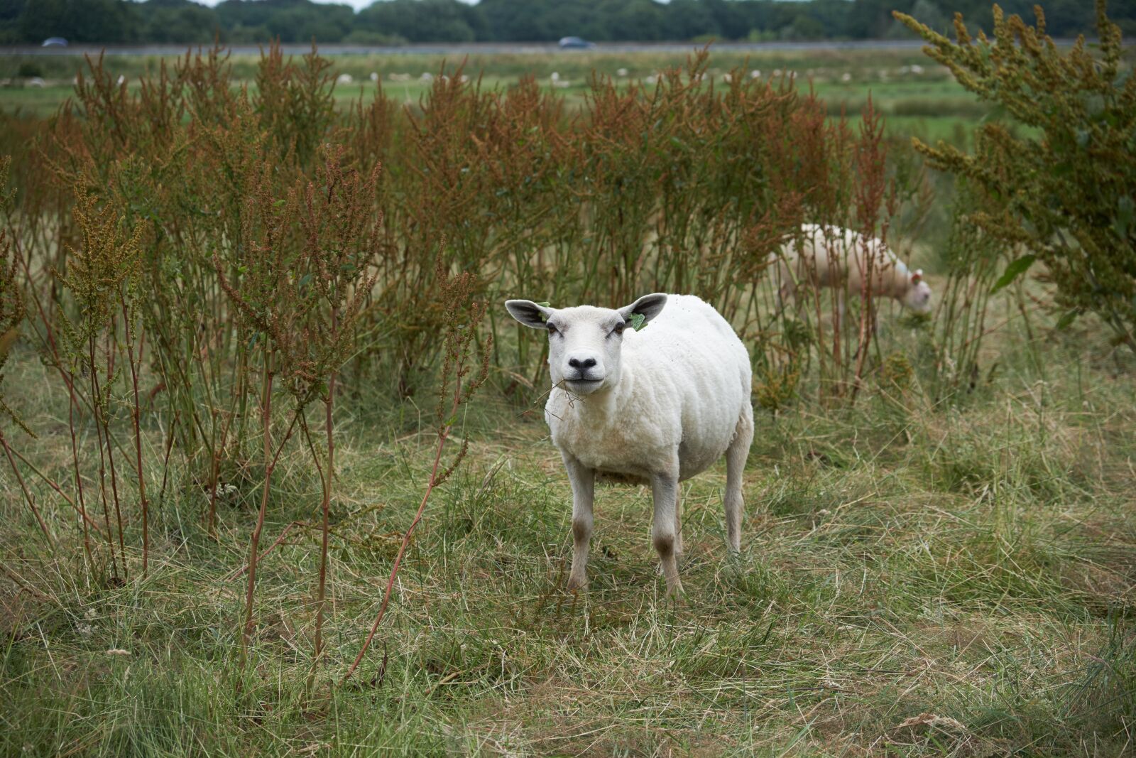 Fujifilm XF 18-55mm F2.8-4 R LM OIS sample photo. Sheep, animal, livestock photography