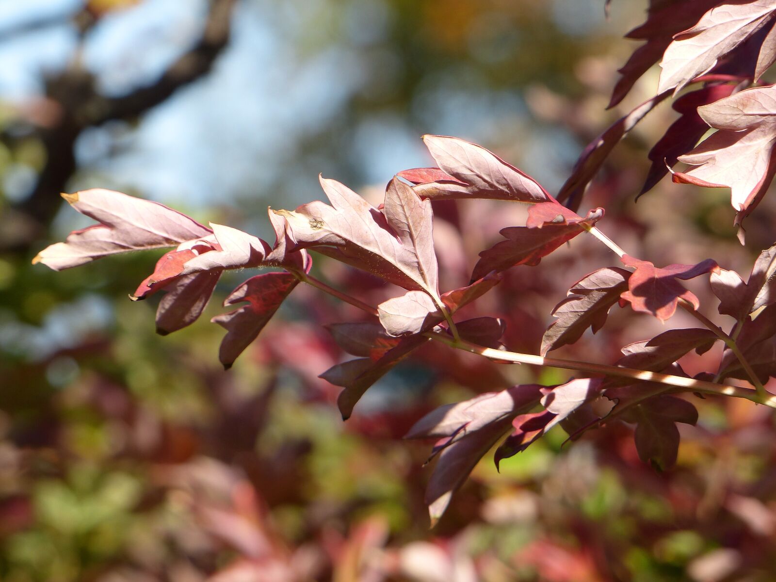 Panasonic PHOTOfunSTUDIO 8.3 PE sample photo. Autumn leaves, foliage, red photography