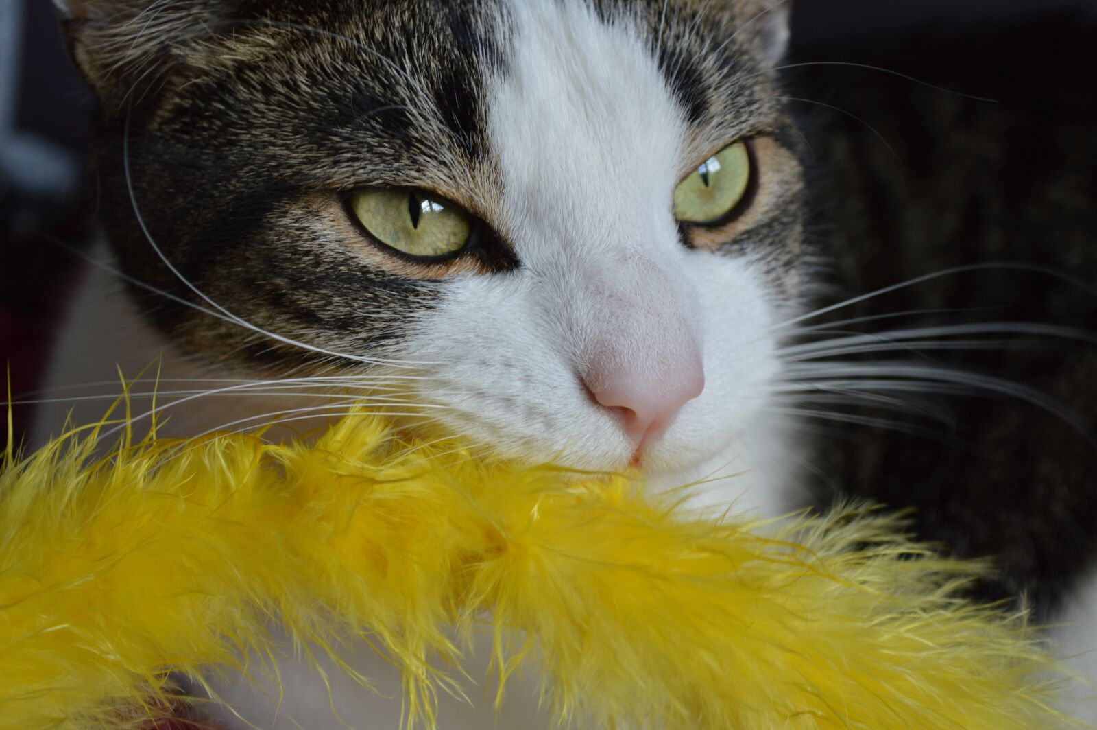 Nikon D3200 sample photo. Cat, playful, kitty photography