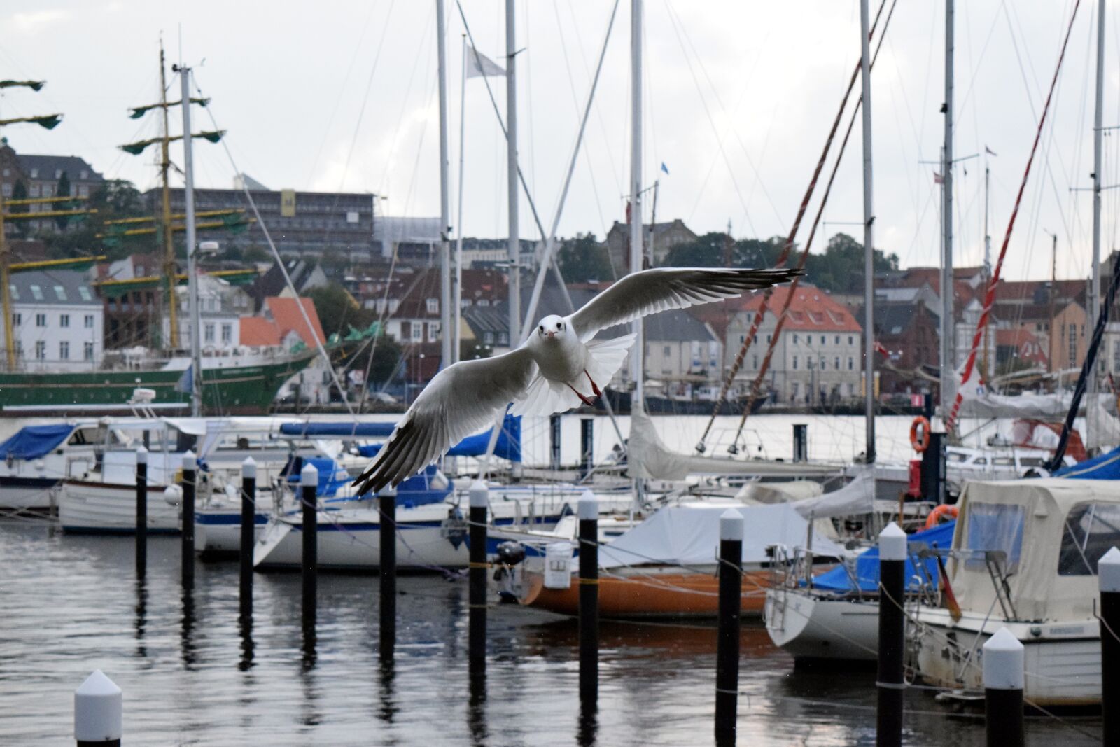 Nikon D5300 sample photo. City, water, seagull photography