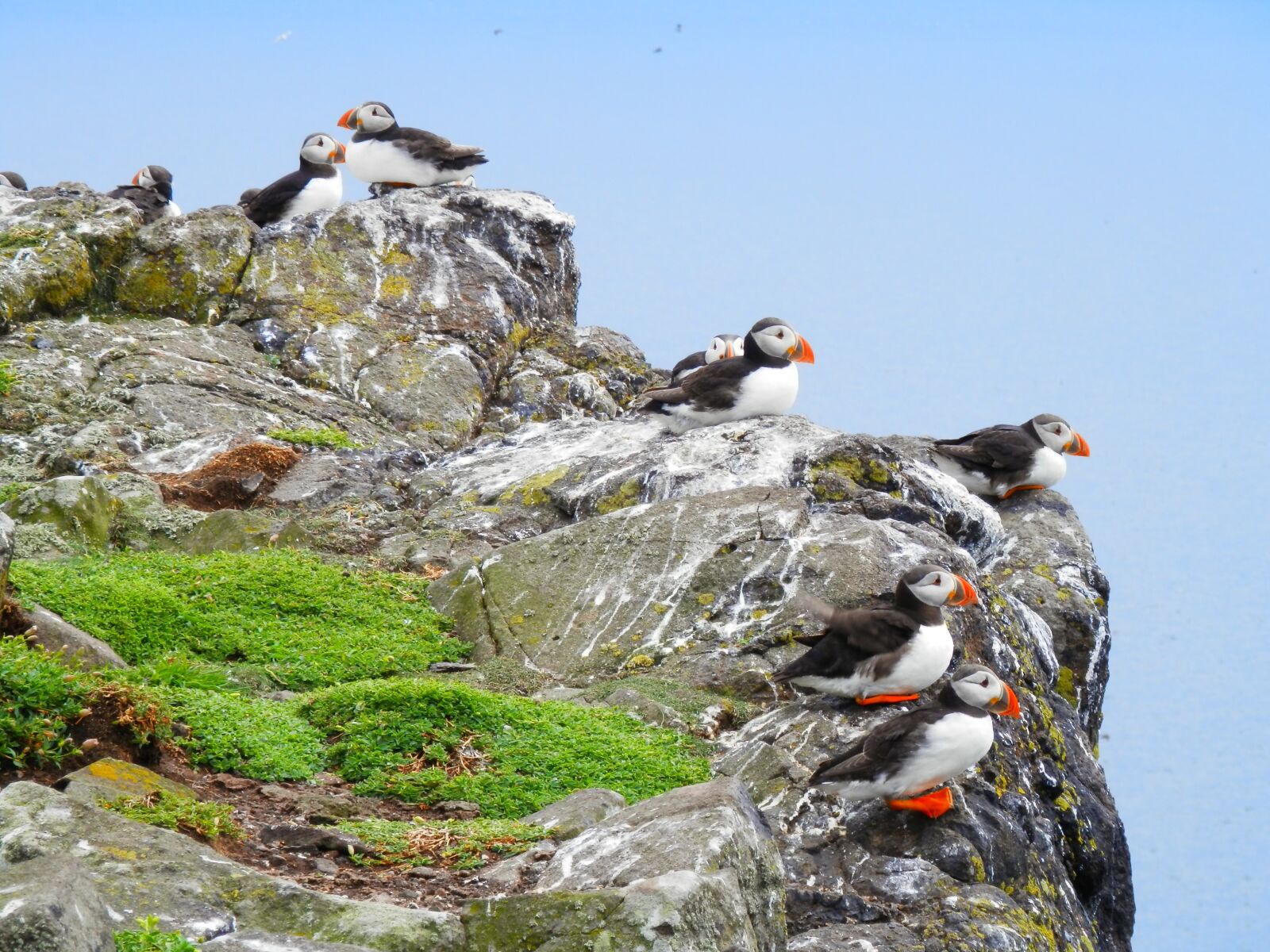 Olympus SZ-14 sample photo. Puffins, seabird, nature photography